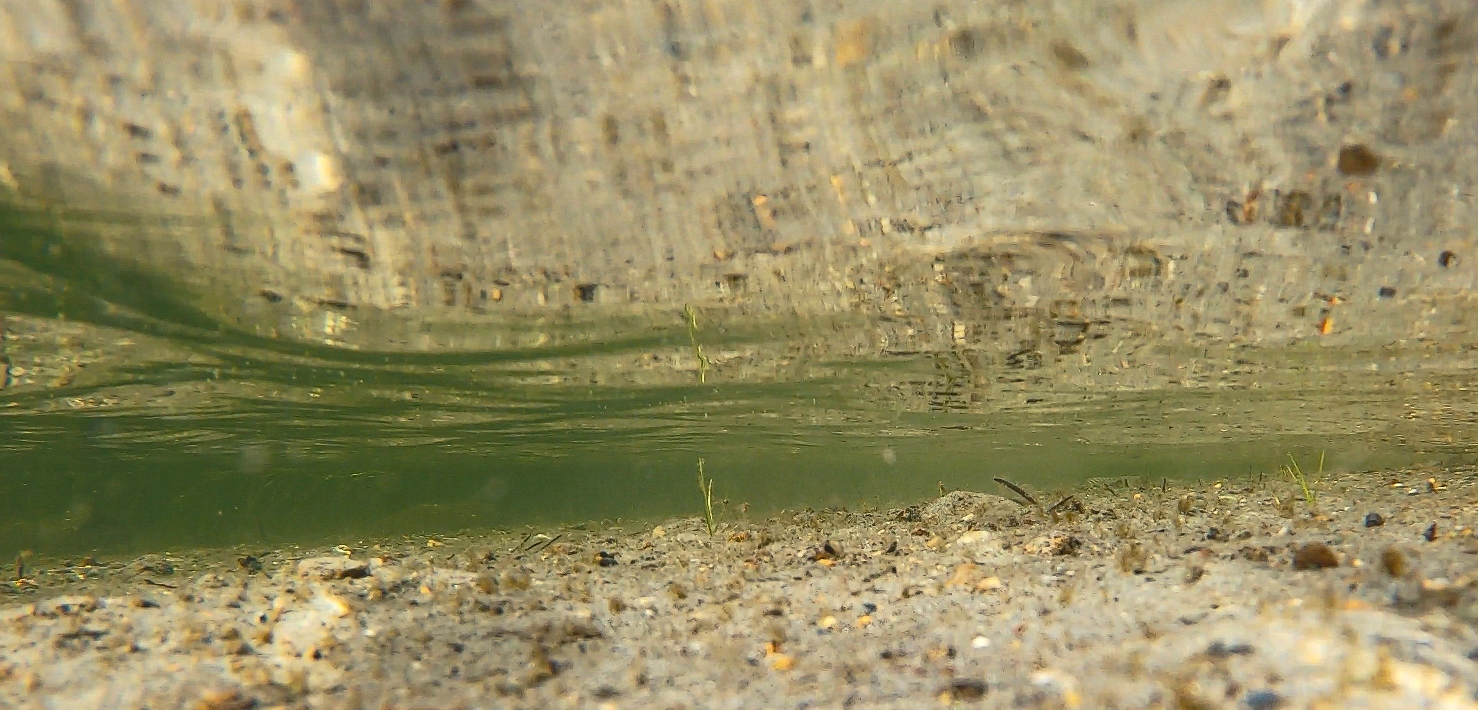 L2-C-2 Noe kalkfattig fin innsjø-sedimentbunn i strandkant. L2 Eufotisk innsjø-sedimentbunn.