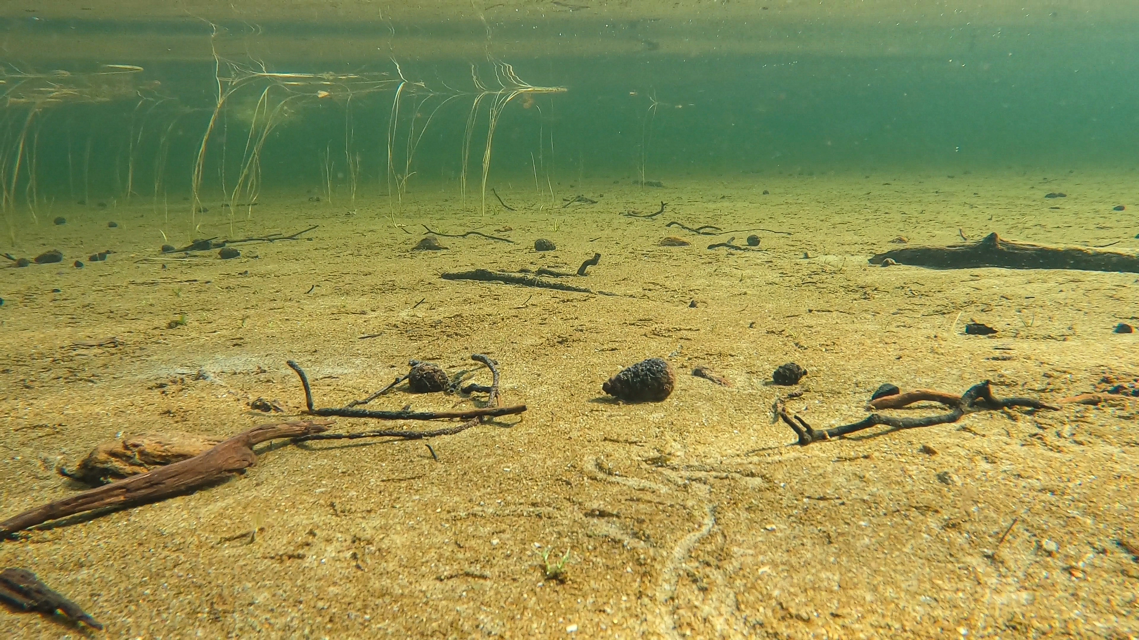 L2-C-3 Svært kalkfattig fin innsjø-sedimentbunn i plantebeltet. L2 Eufotisk innsjø-sedimentbunn.