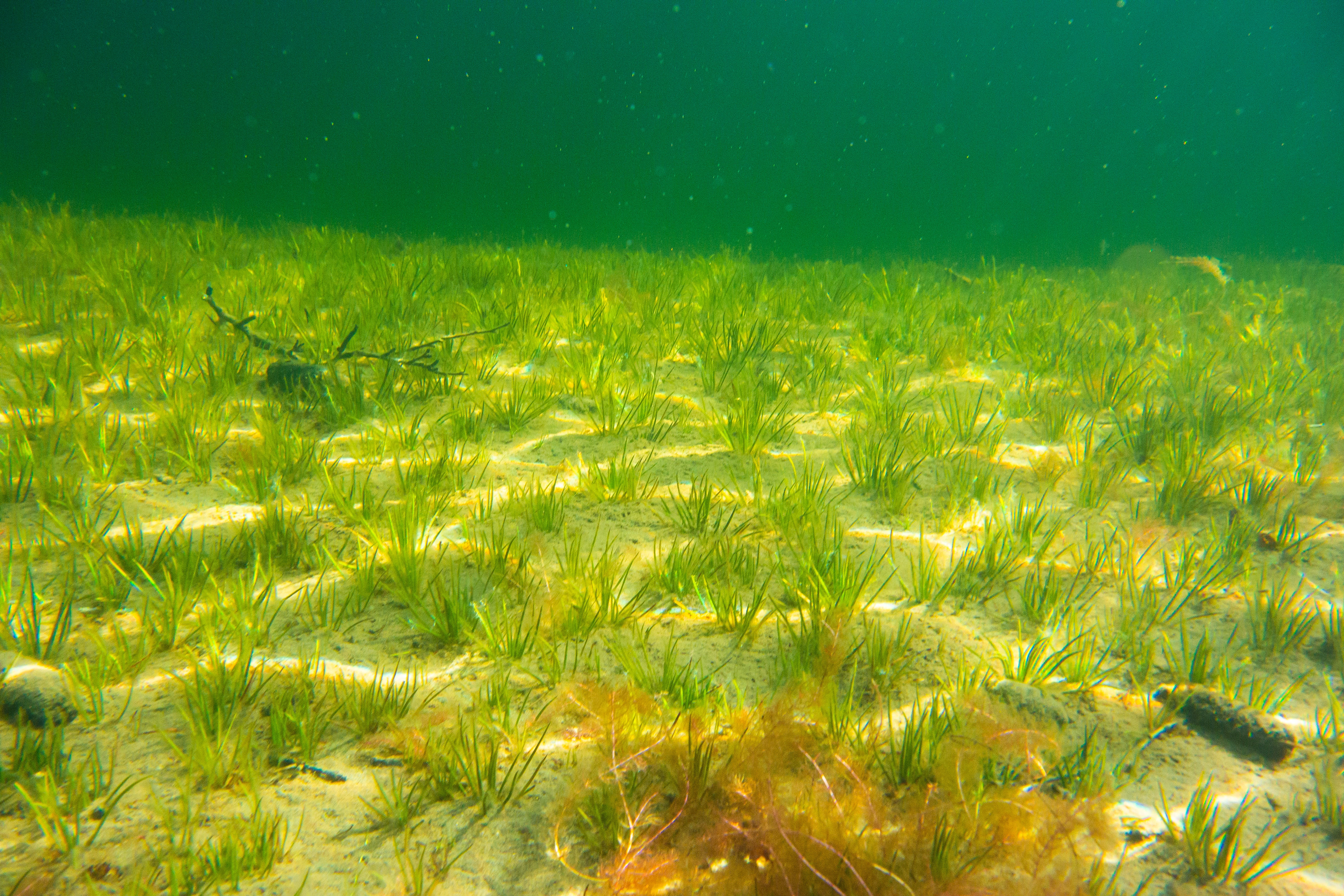 L2-C-4 Noe kalkfattig fin innsjø-sedimentbunn i plantebeltet. : Isoëtes lacustris. L2 Eufotisk innsjø-sedimentbunn.