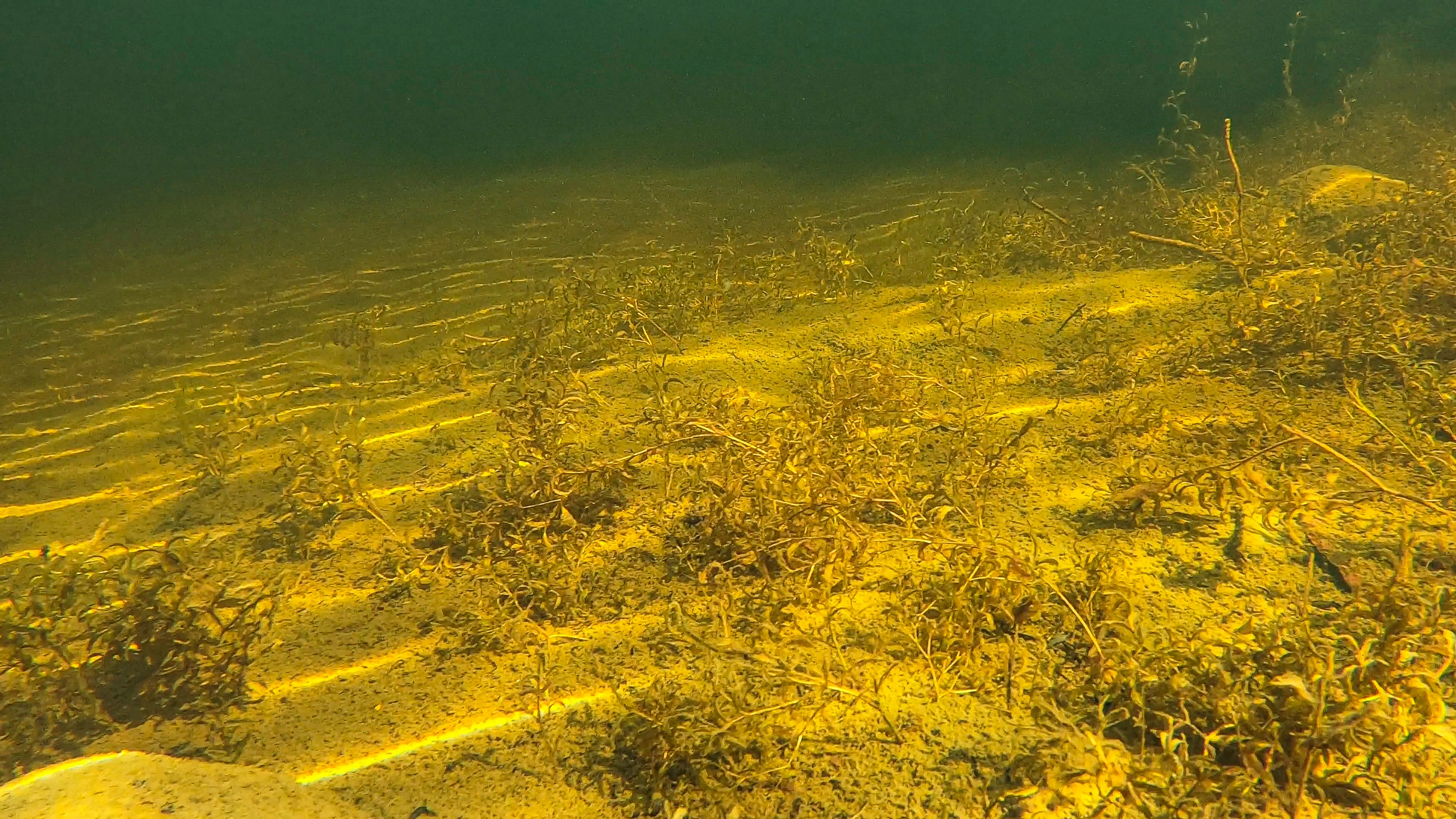 L2-C-12 Svært kalkrik fin innsjø-sedimentbunn i plantebeltet. L2 Eufotisk innsjø-sedimentbunn.