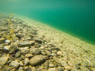 L2-C-16 Svært kalkrik grov innsjø-sedimentbunn i plantebeltet.