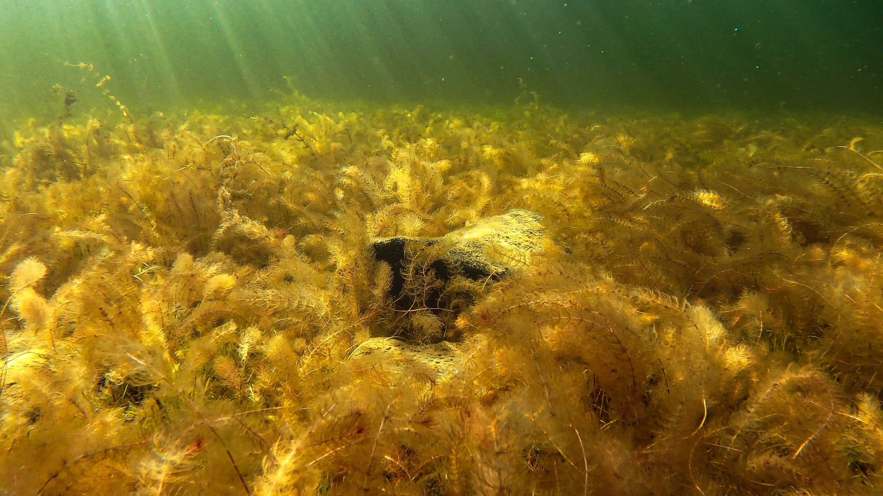 L5-C-1 Kalkfattig undervannseng i innsjø. : Myriophyllum alterniflorum. L5 Ferskvanns-undervannseng.