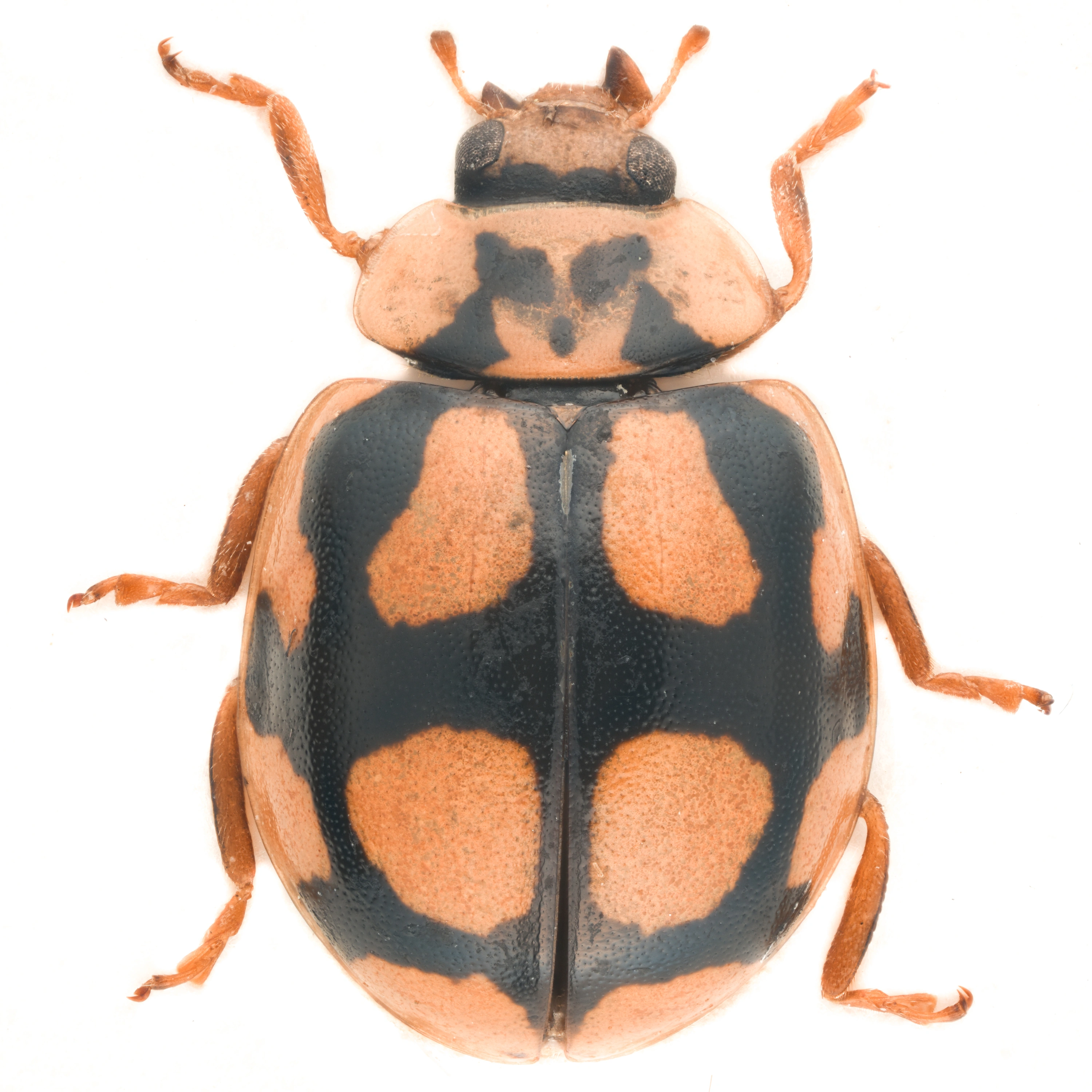 : Adalia decempunctata.