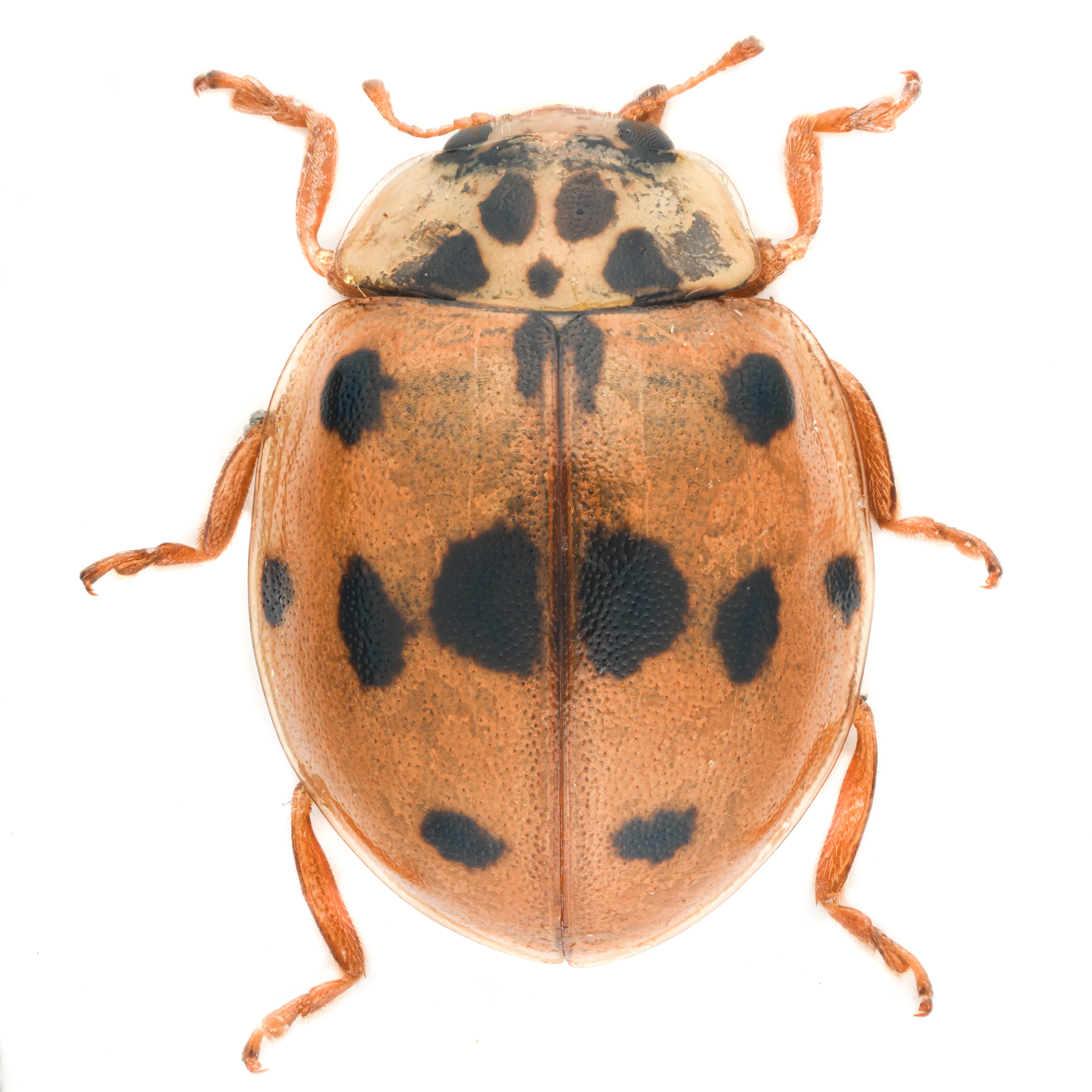 : Adalia decempunctata.