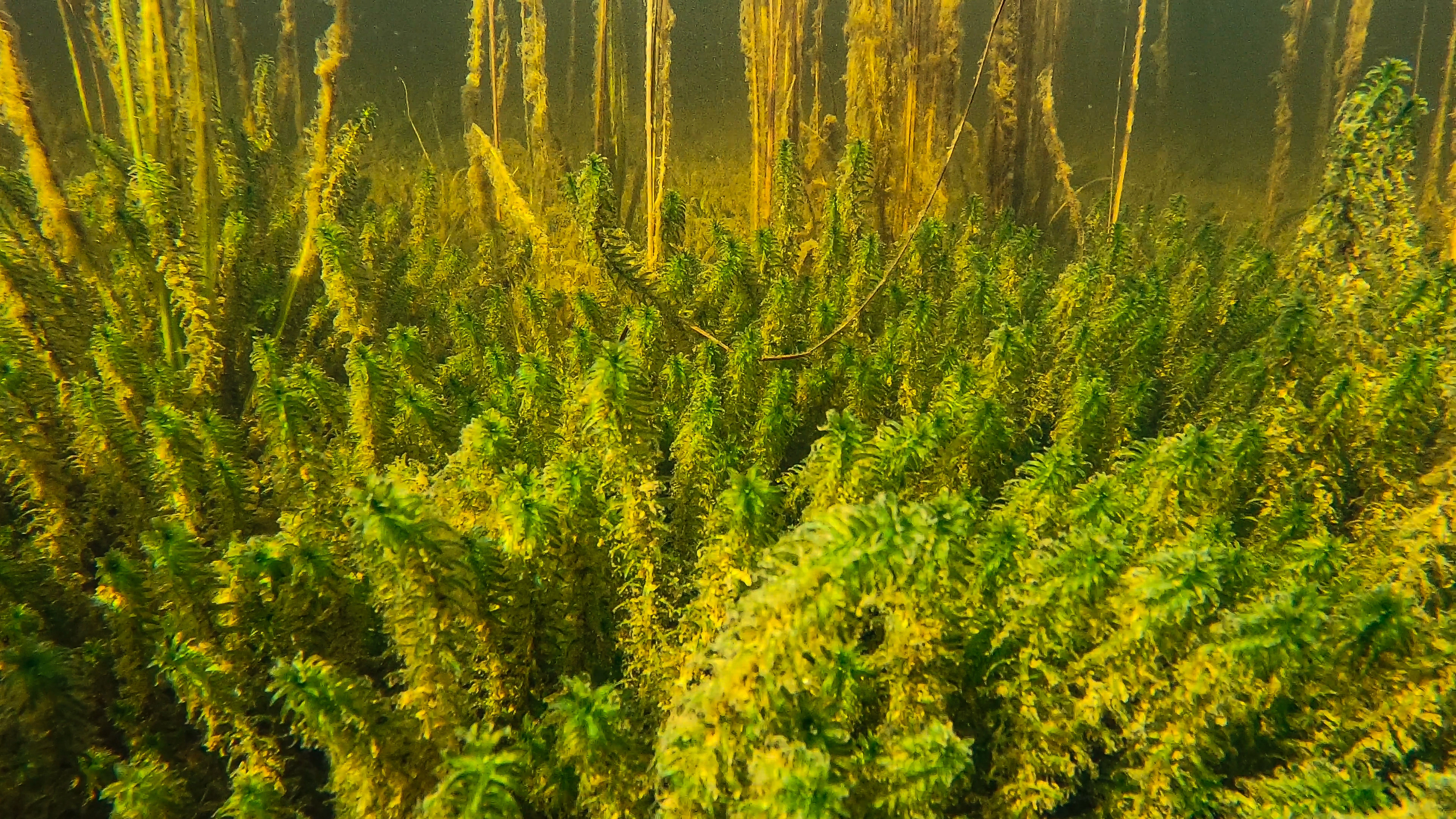 : Elodea canadensis. L5-C-2 Moderat kalkrik undervannseng i innsjø. L5 Ferskvanns-undervannseng.