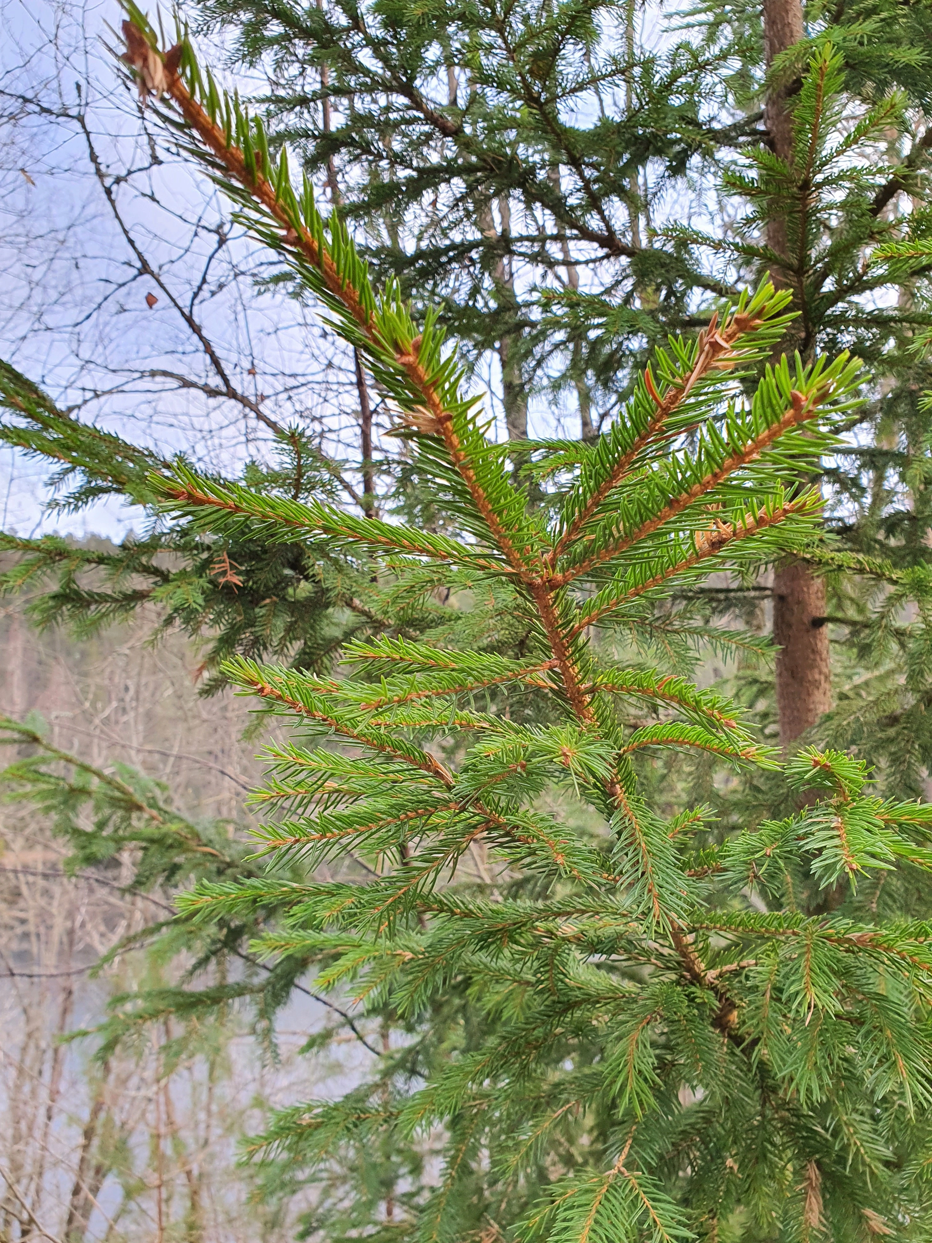 : Picea abies.