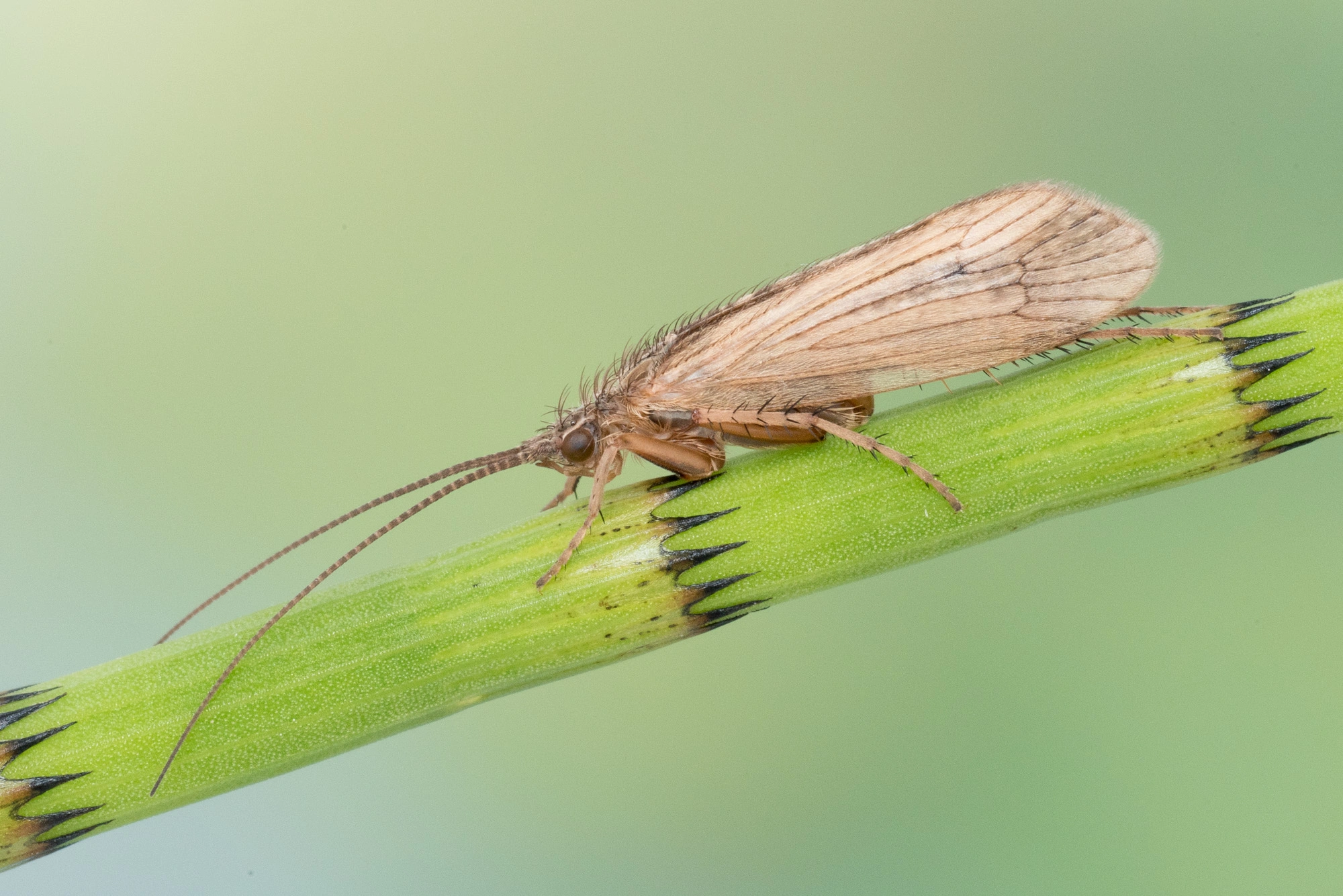 : Colpotaulius incisus.