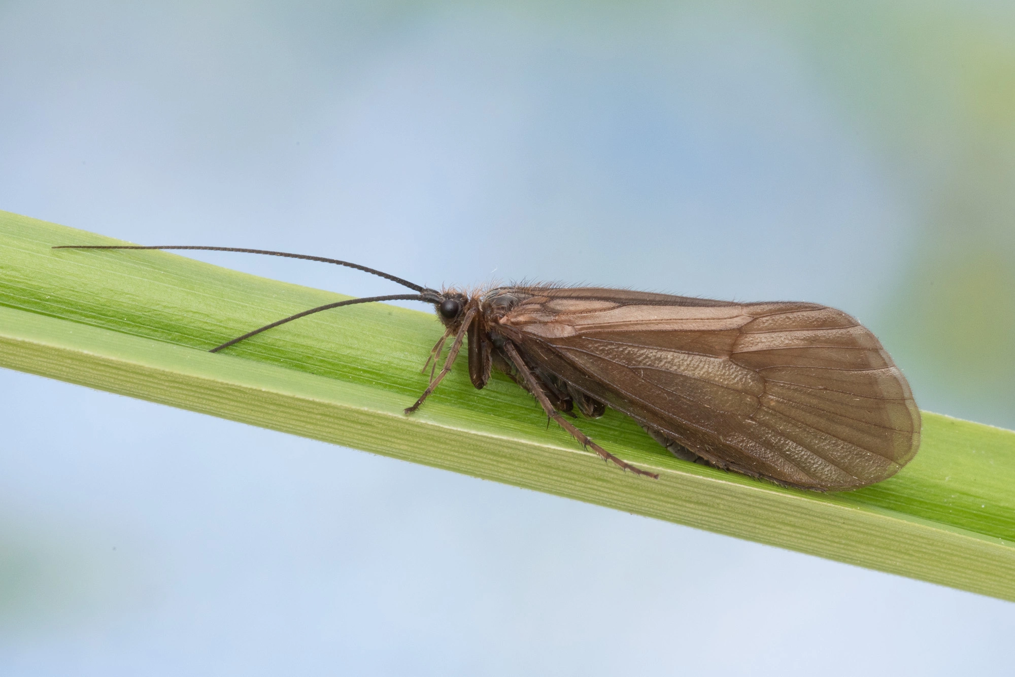 : Hydatophylax infumatus.