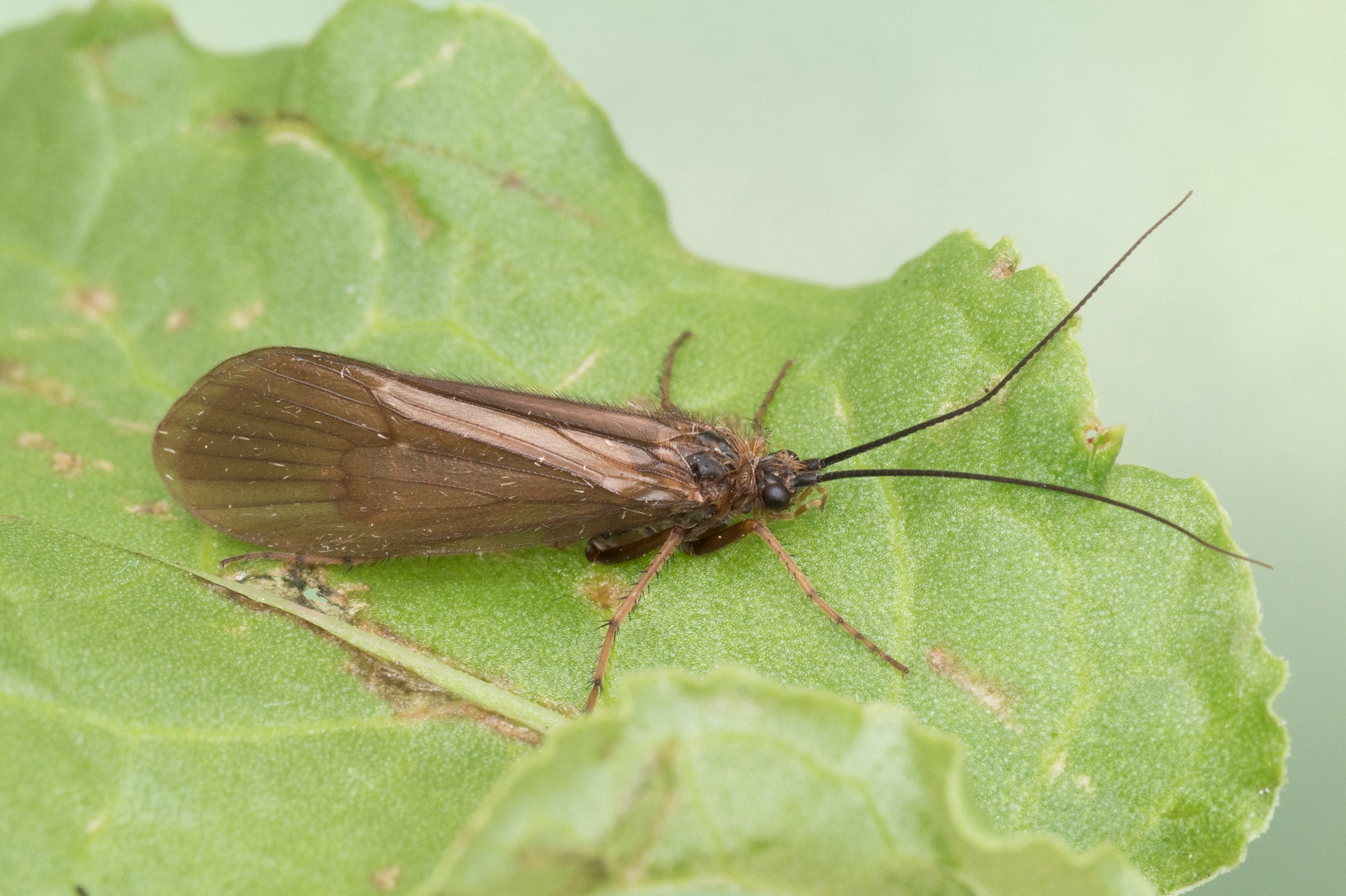 : Hydatophylax infumatus.