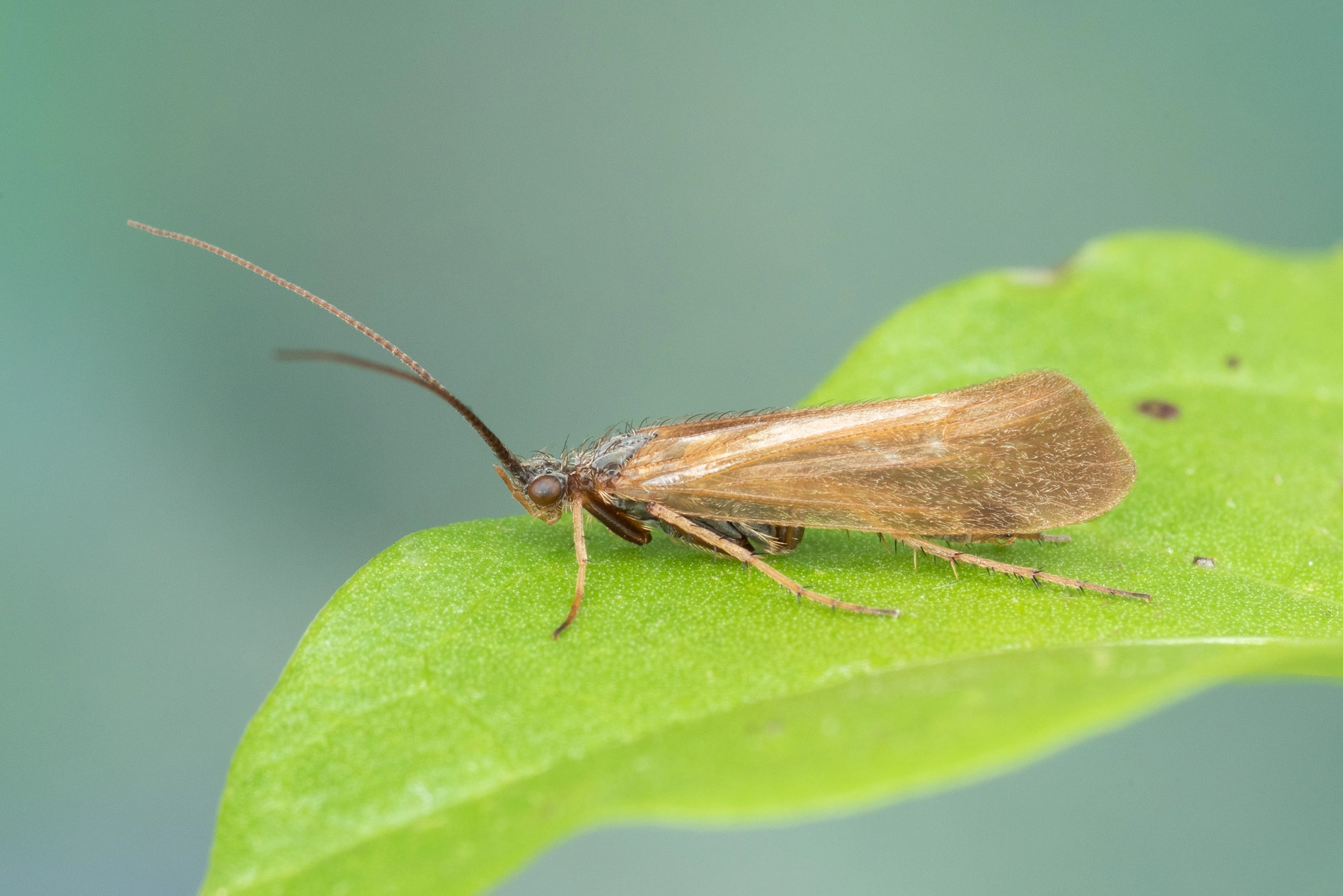 : Limnephilus auricula.