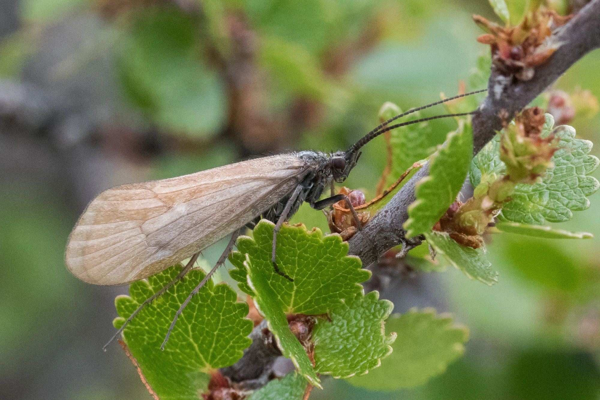 : Limnephilus pantodapus.