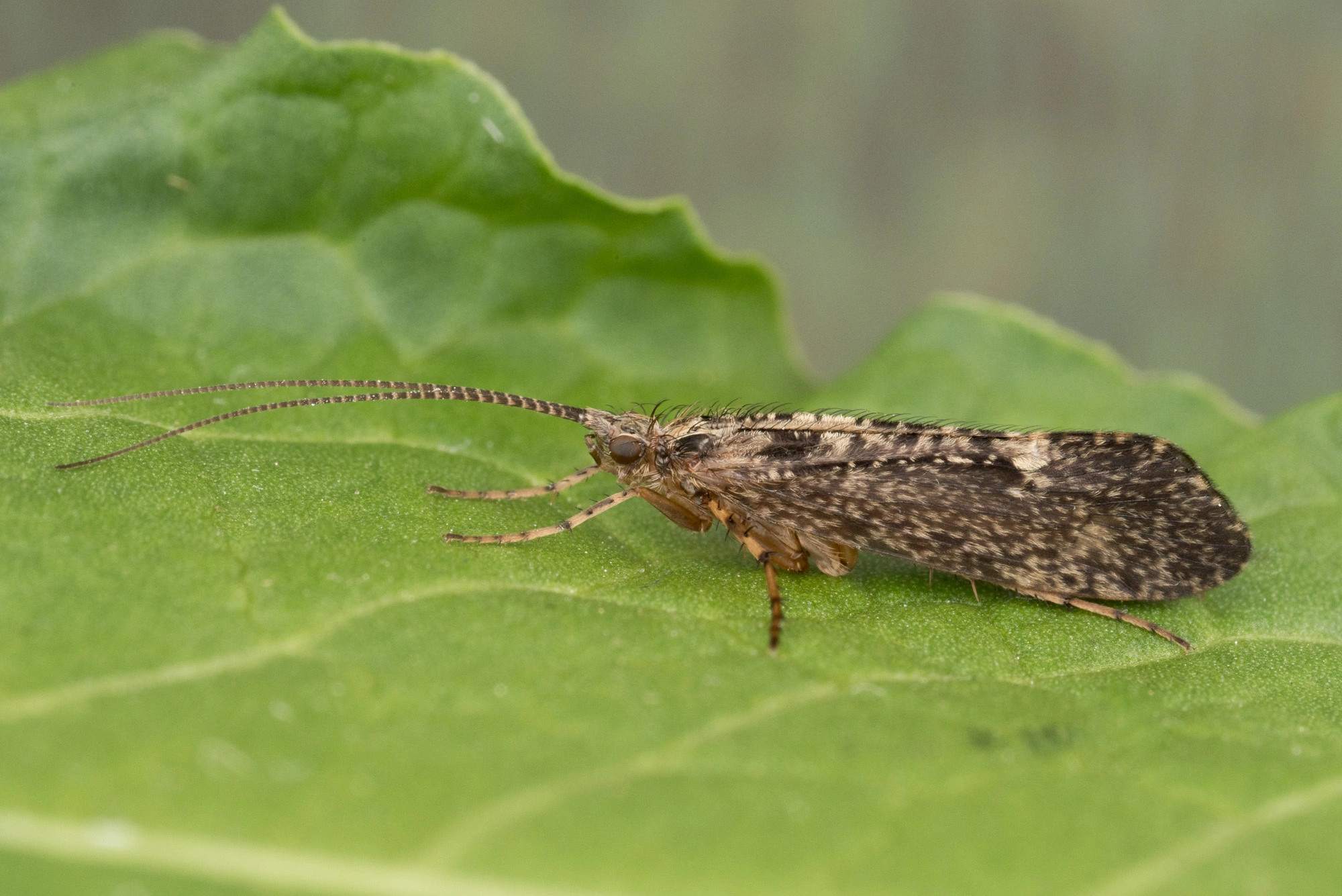 : Limnephilus sparsus.