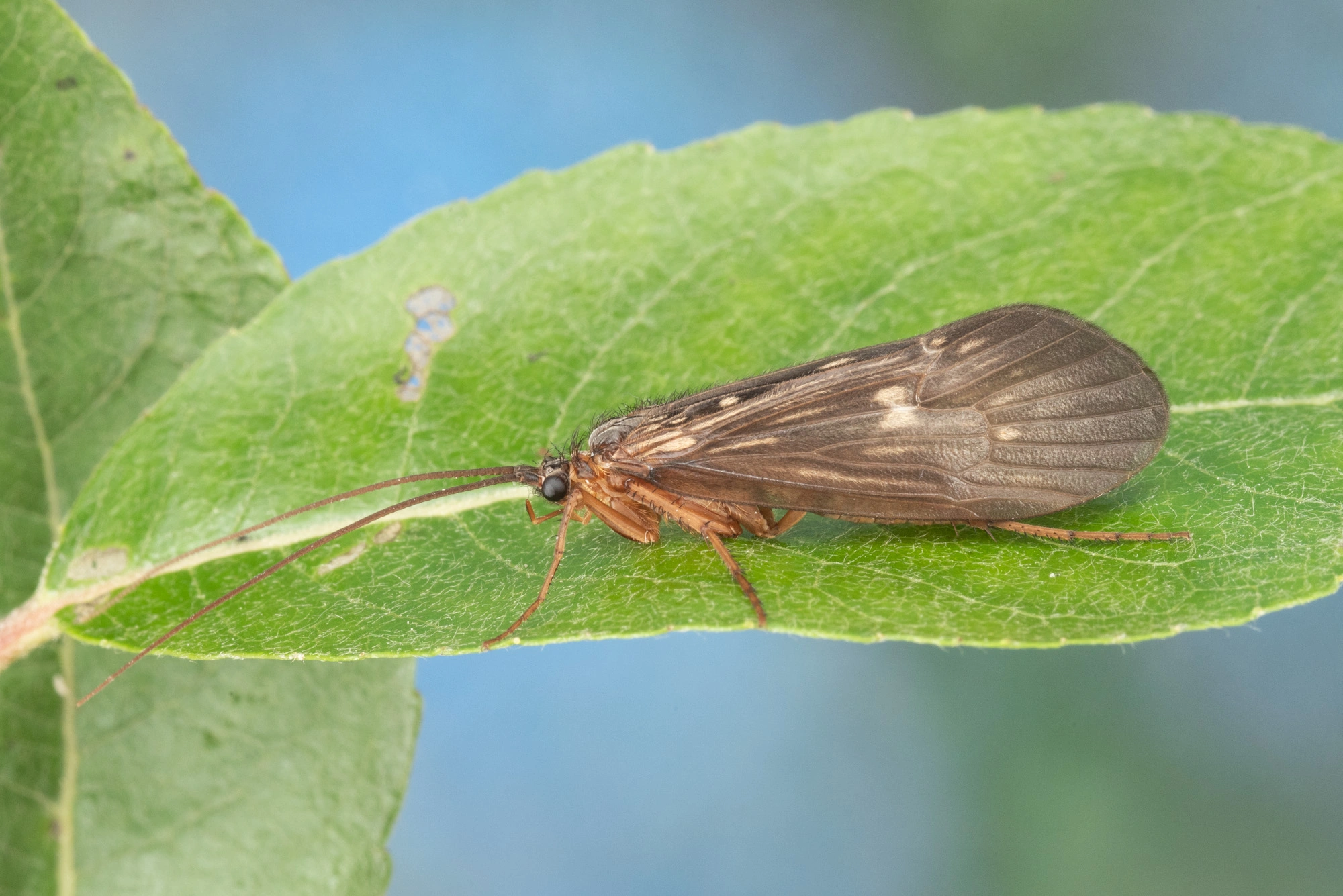 : Potamophylax latipennis.