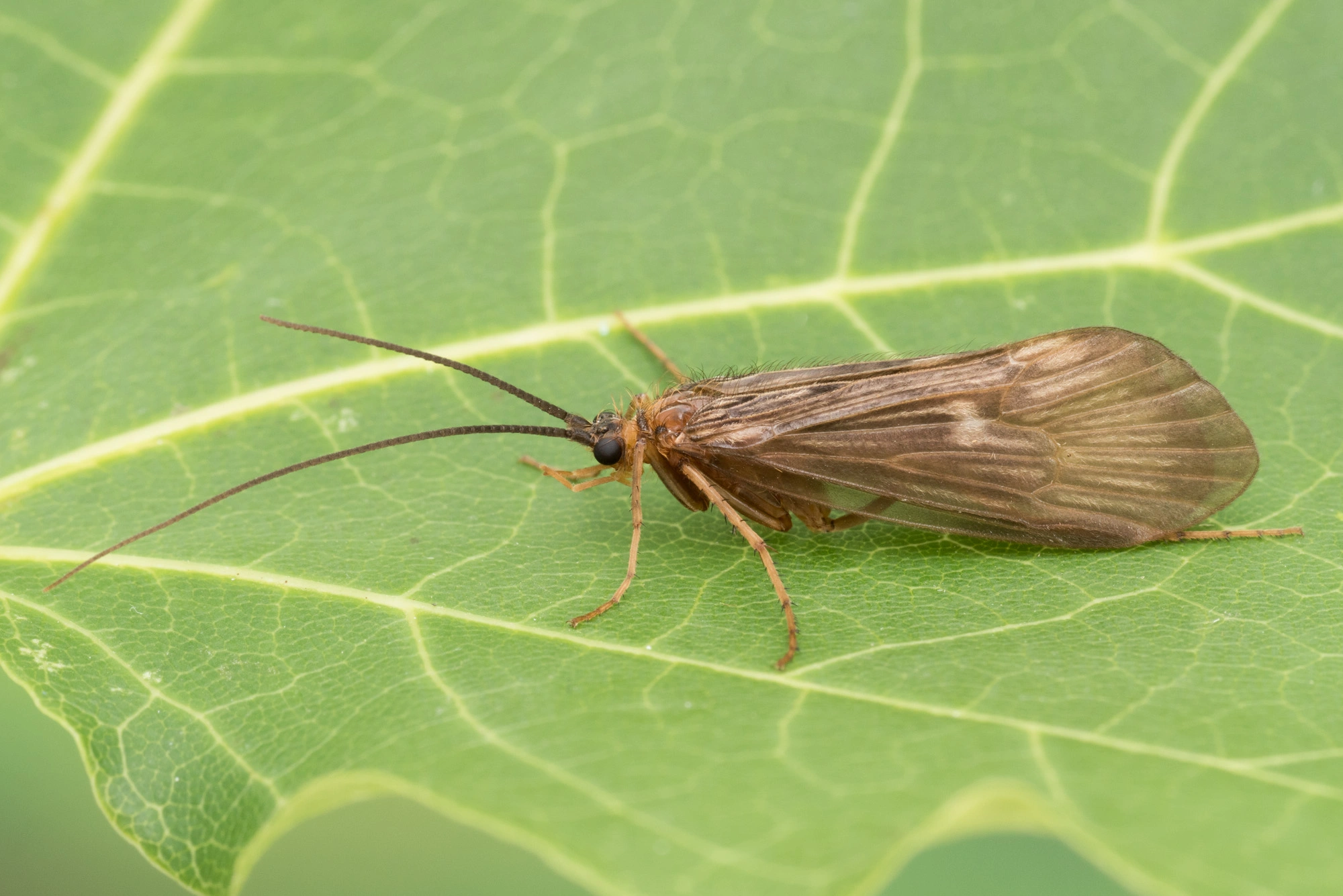 : Potamophylax nigricornis.