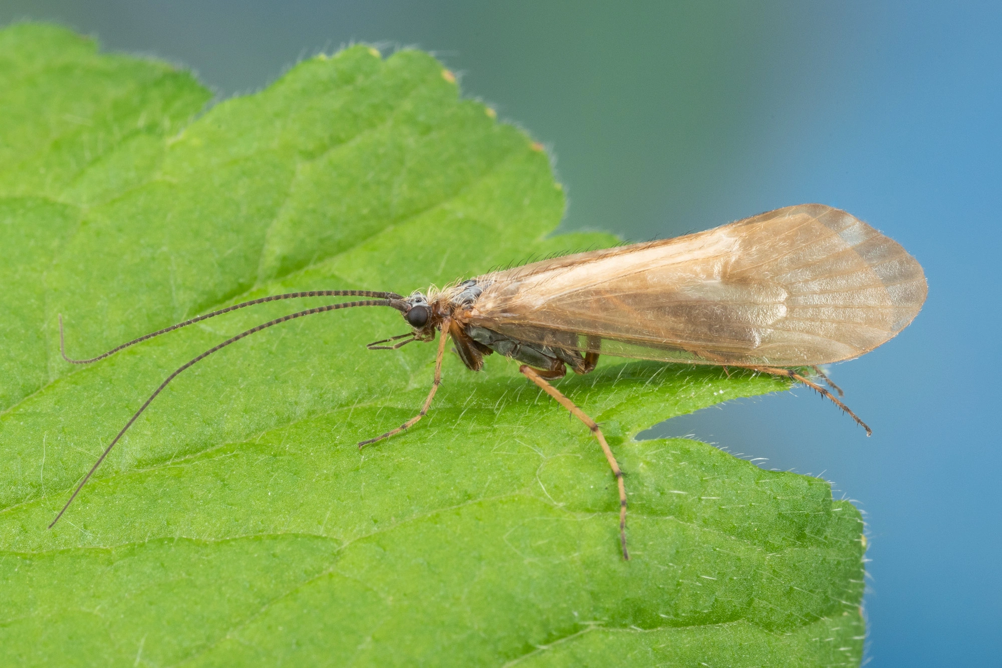 : Rhadicoleptus alpestris.