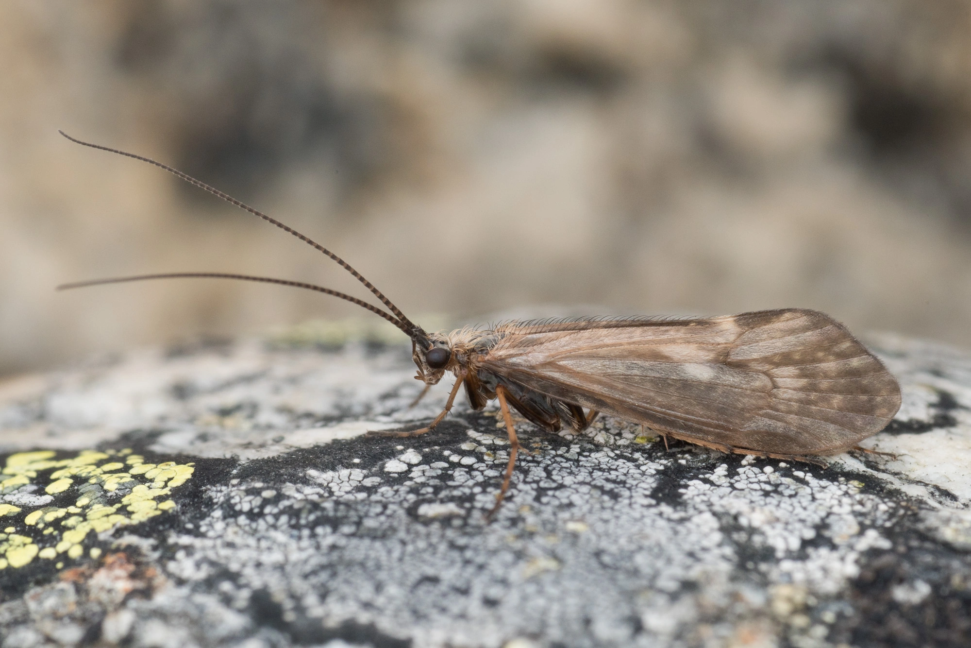 : Rhadicoleptus alpestris.