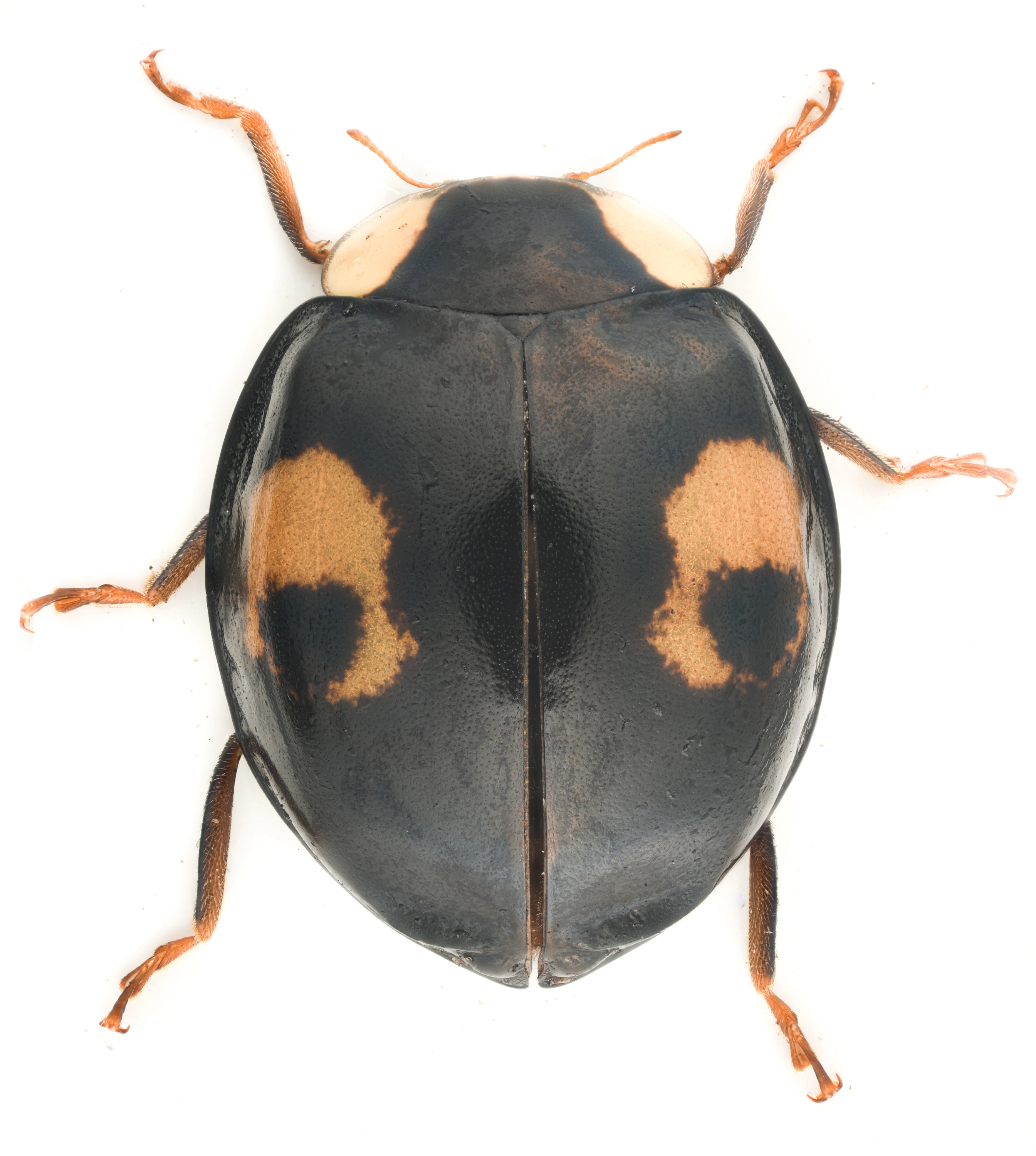 : Harmonia axyridis.