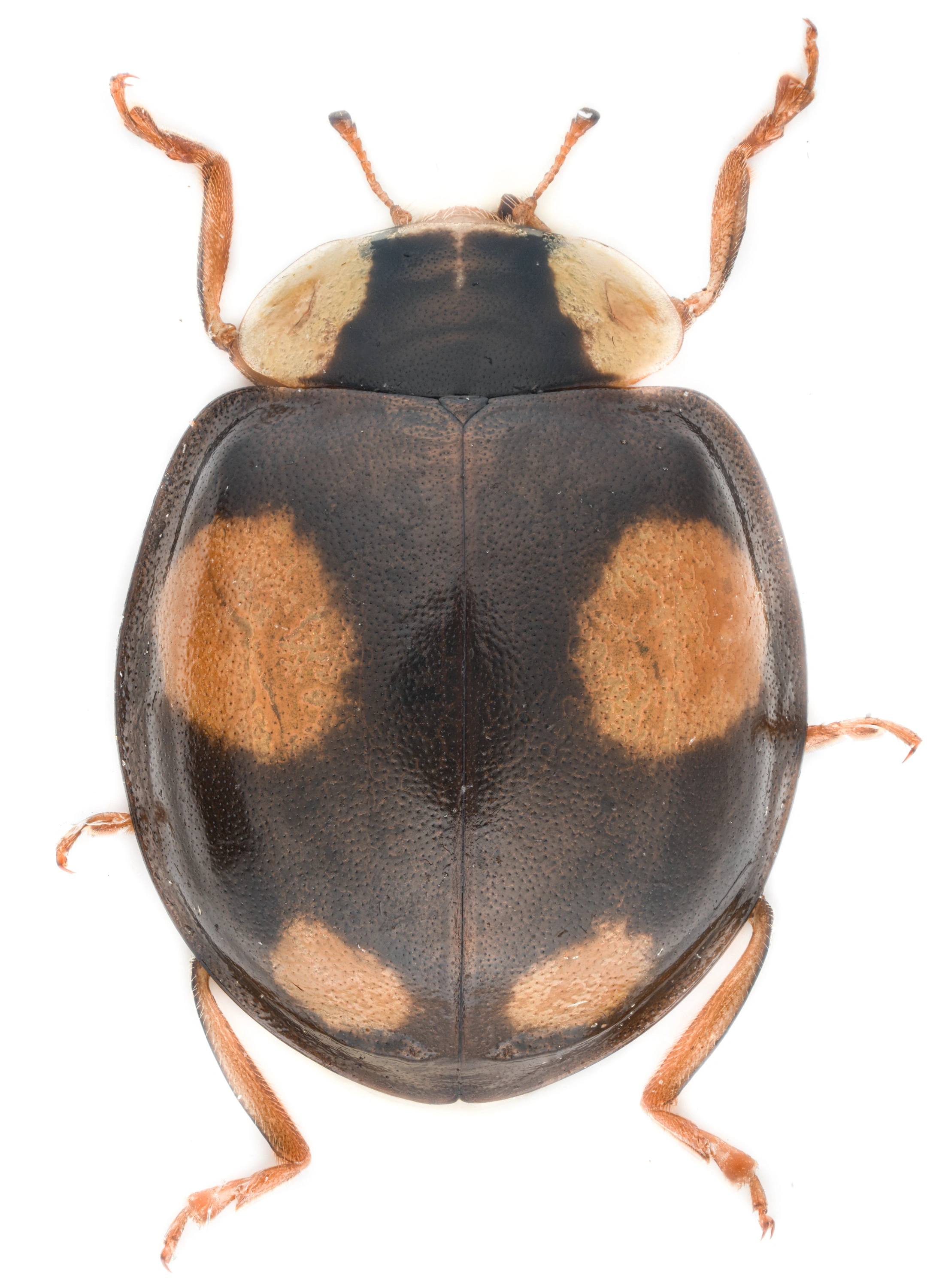 : Harmonia axyridis.