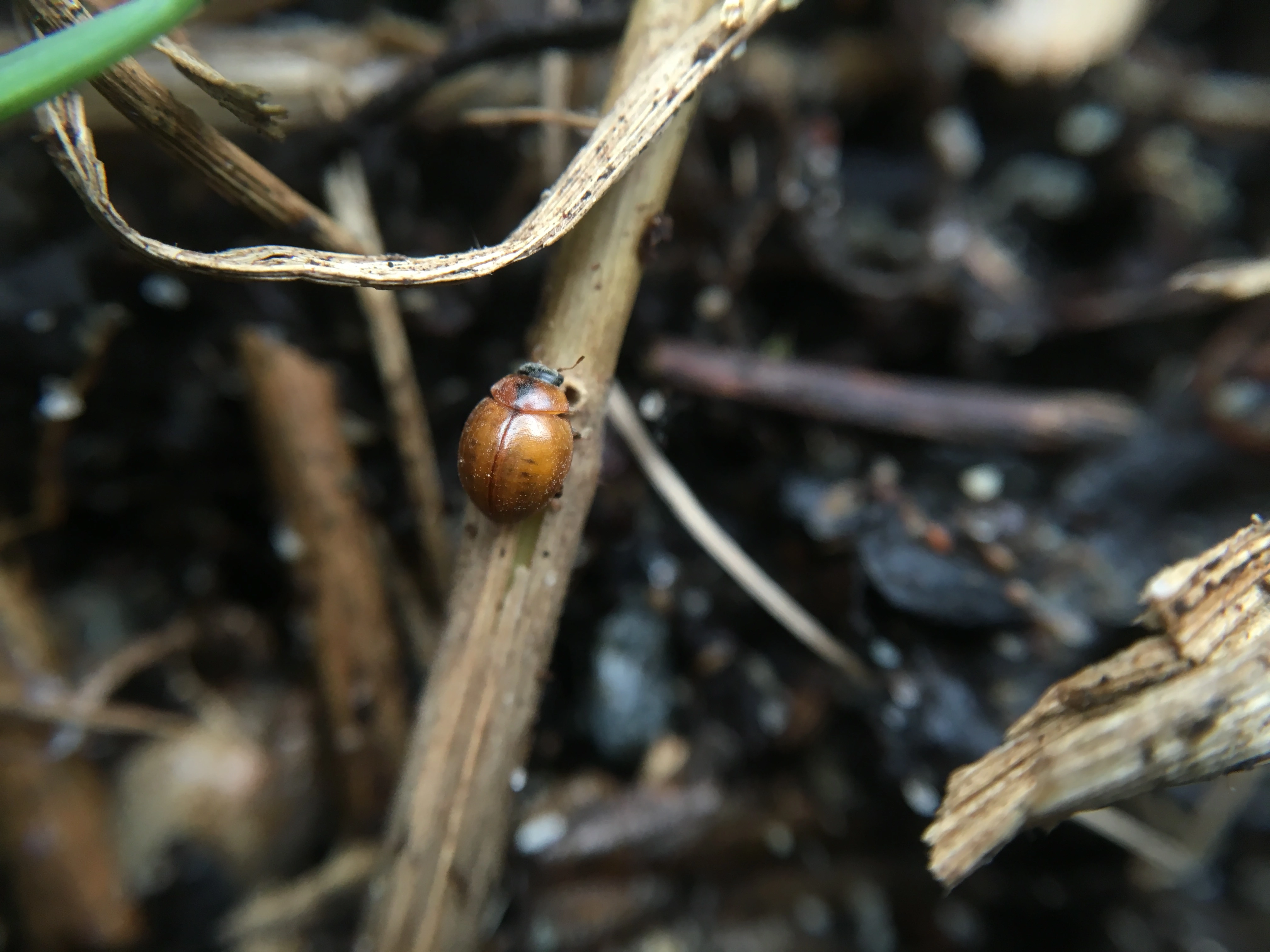 : Cynegetis impunctata.