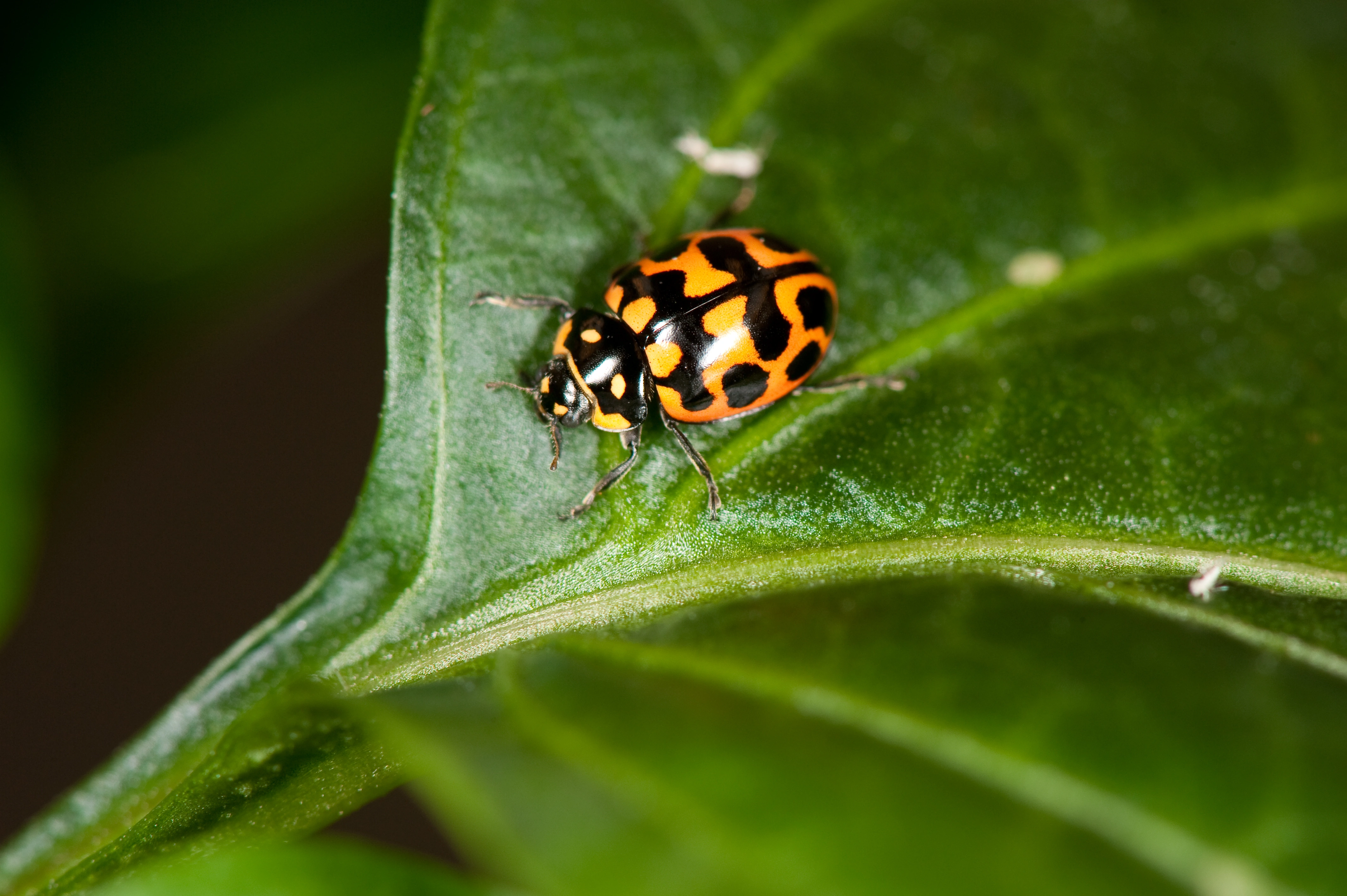 : Lioadalia flavomaculata.