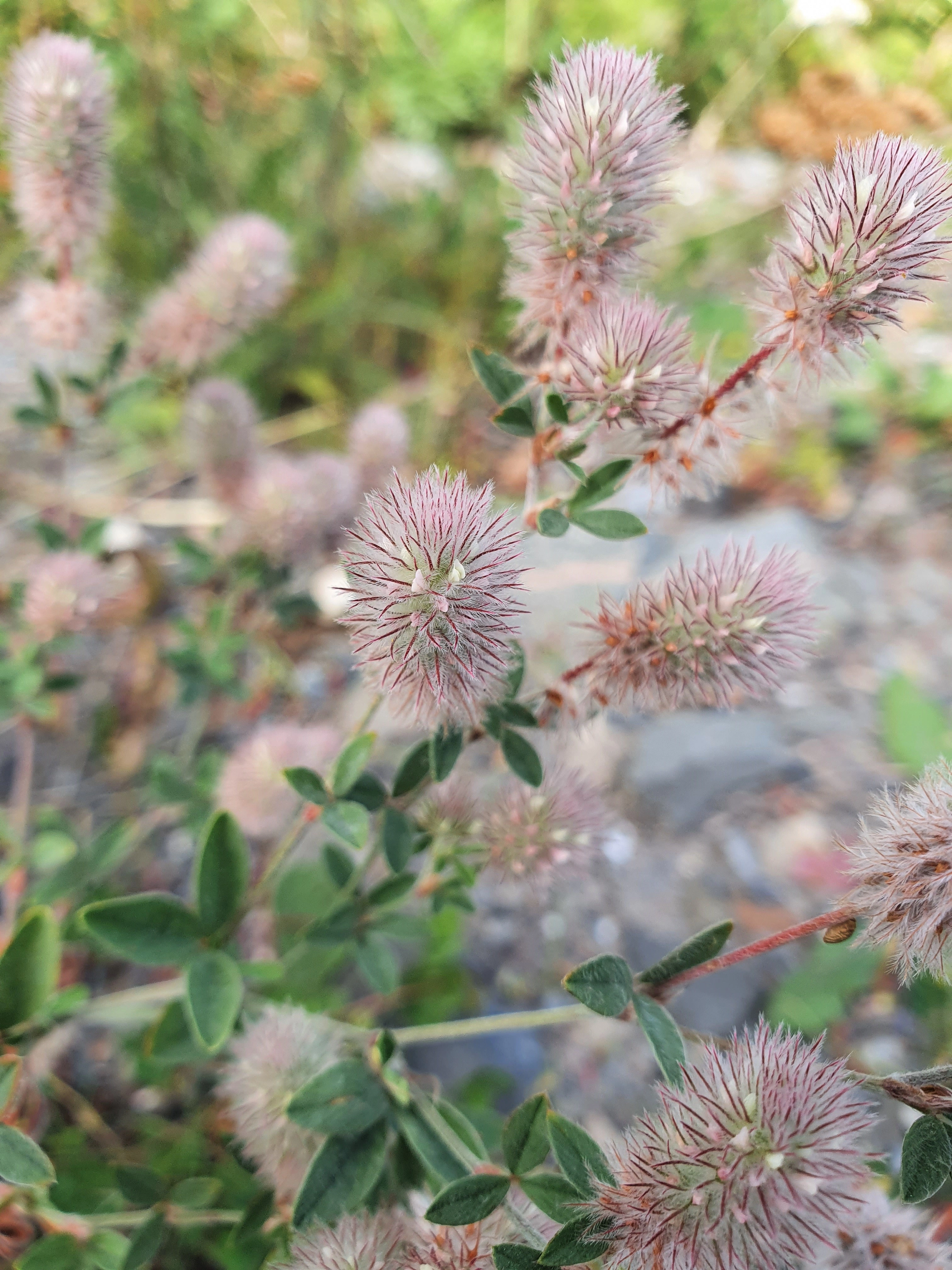 : Trifolium arvense.