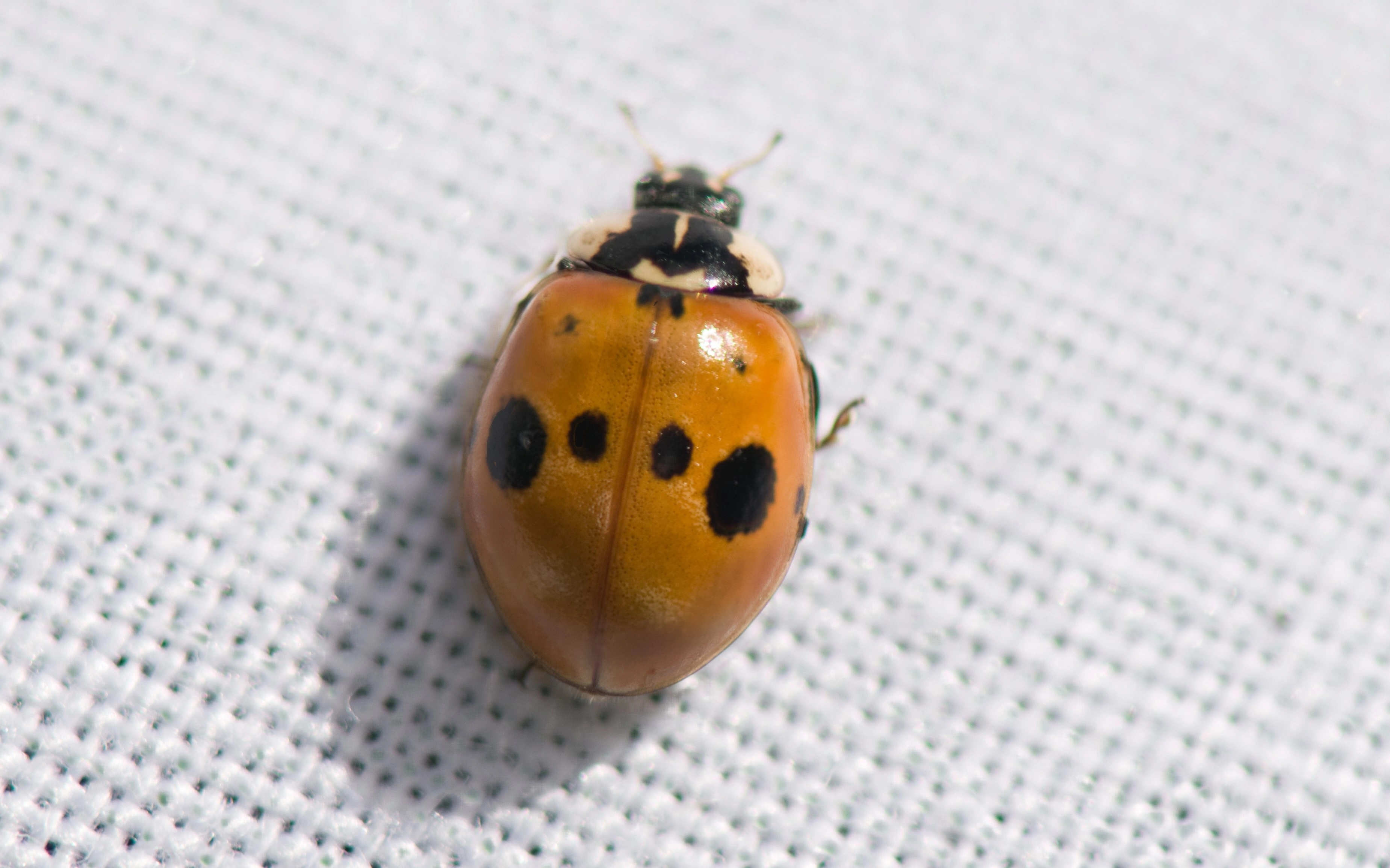 : Adalia bipunctata.