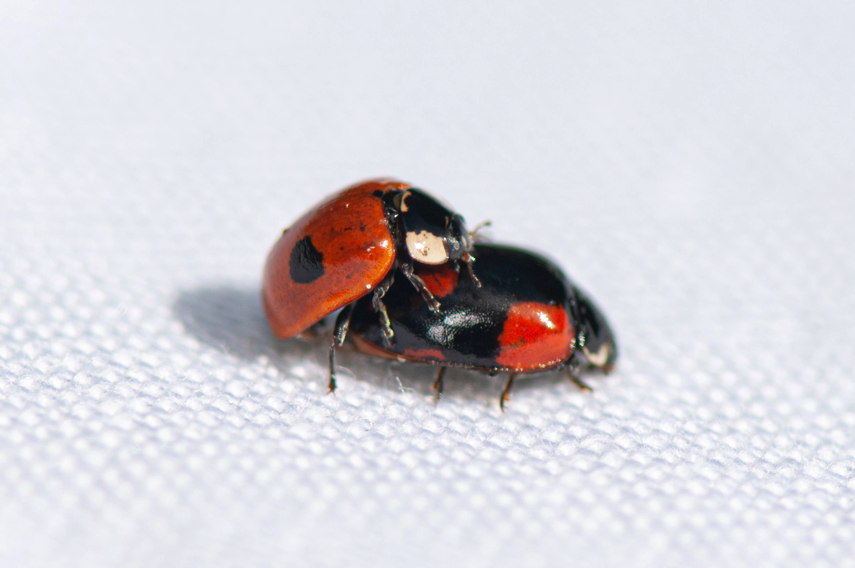 : Adalia bipunctata.