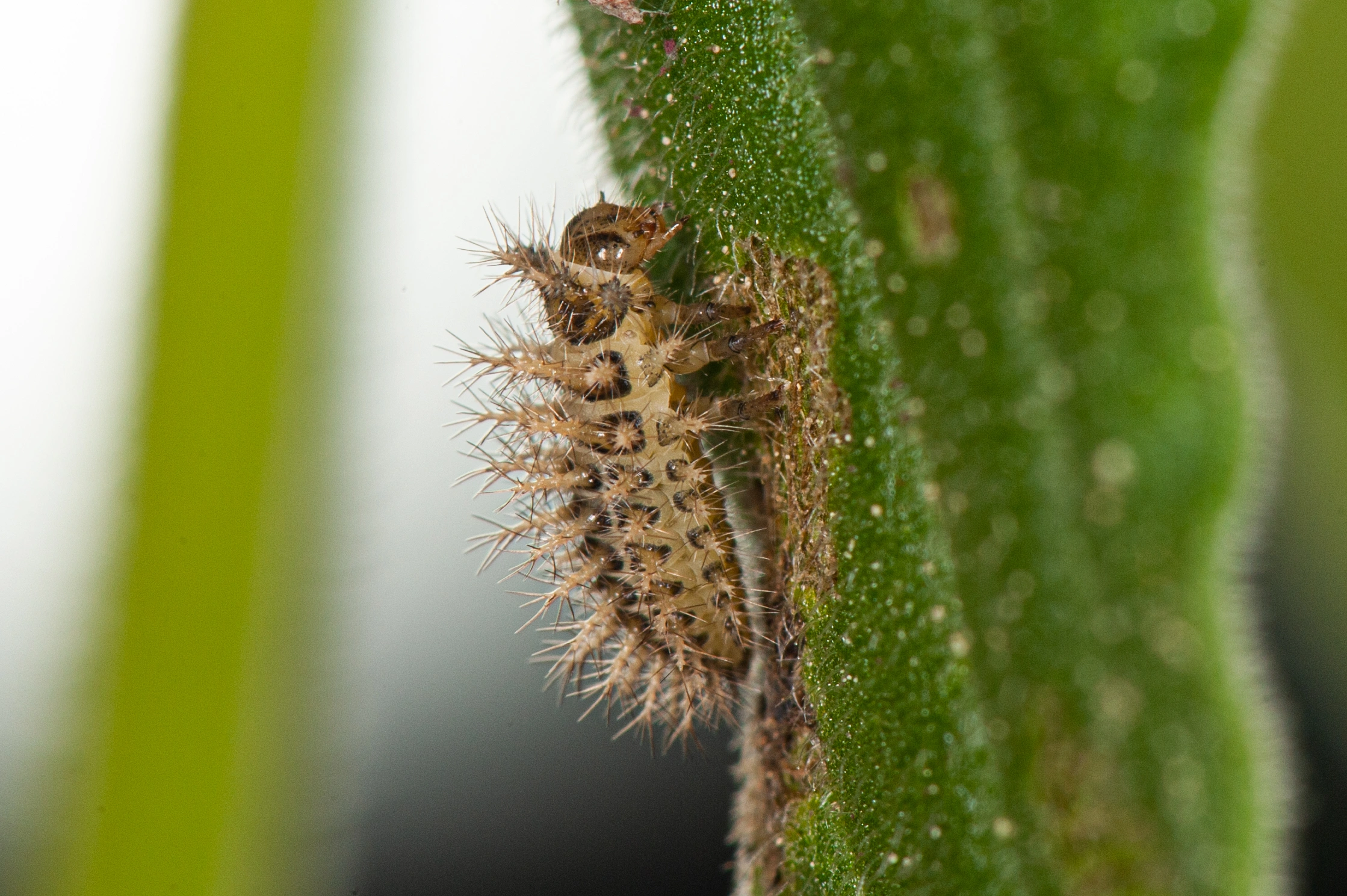 : Subcoccinella vigintiquatuorpunctata.