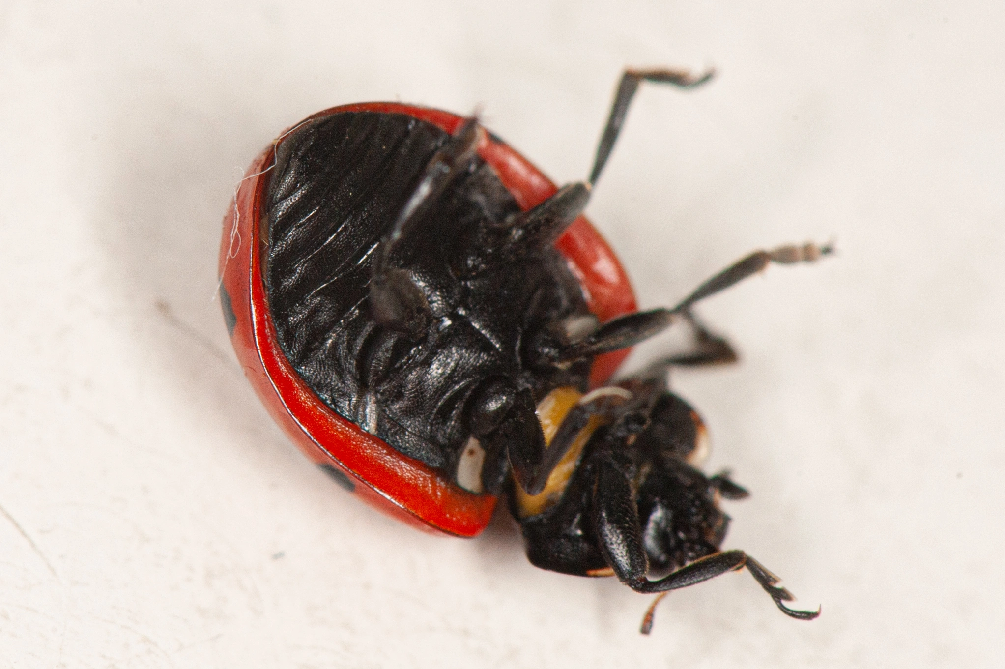 : Coccinella magnifica.