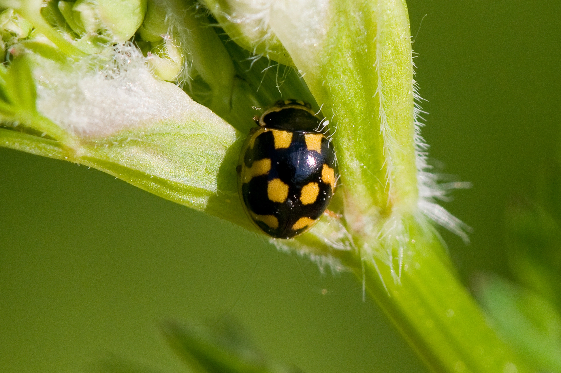 : Propylea quatuordecimpunctata.