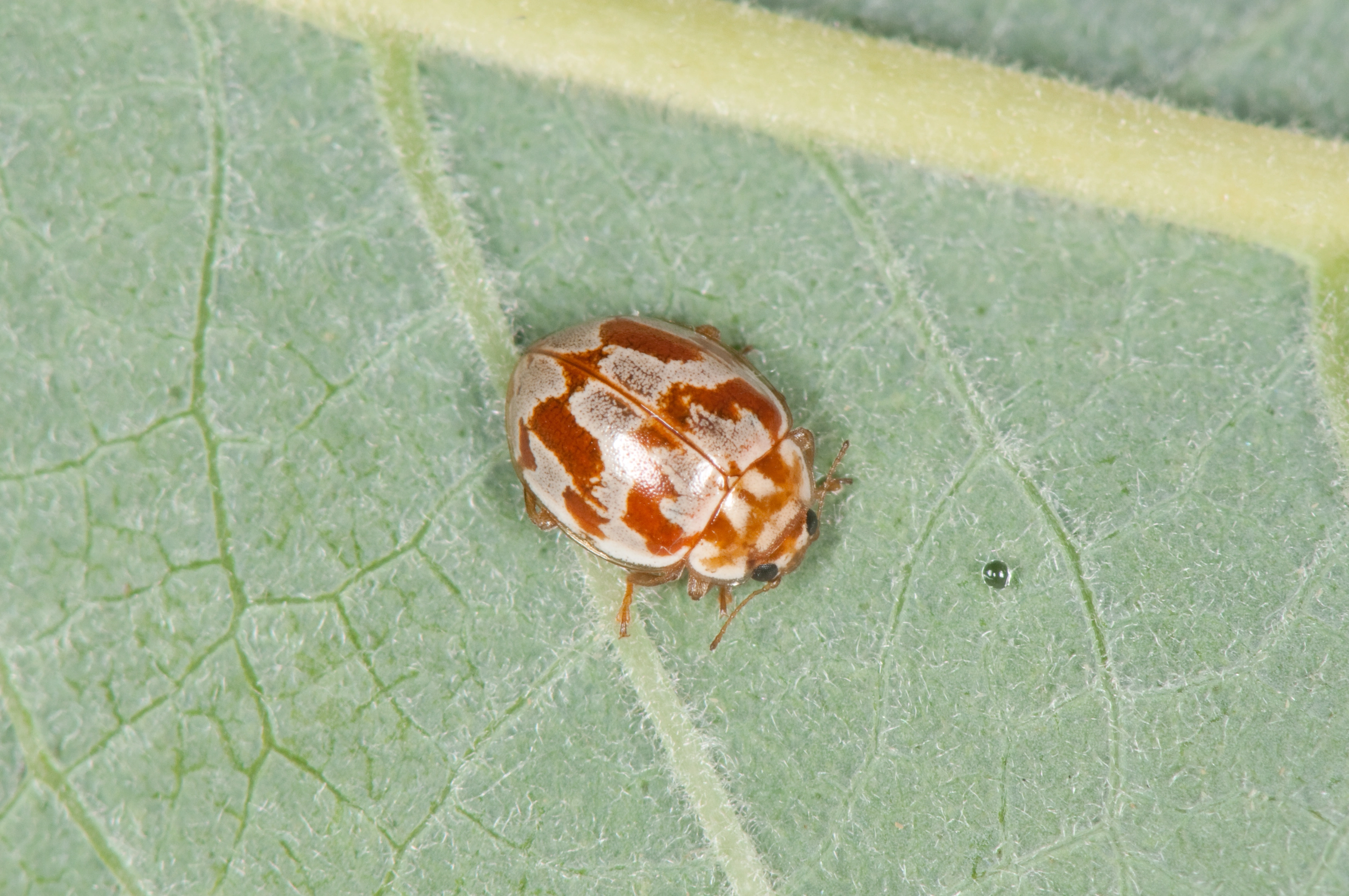 : Myrrha octodecimguttata.