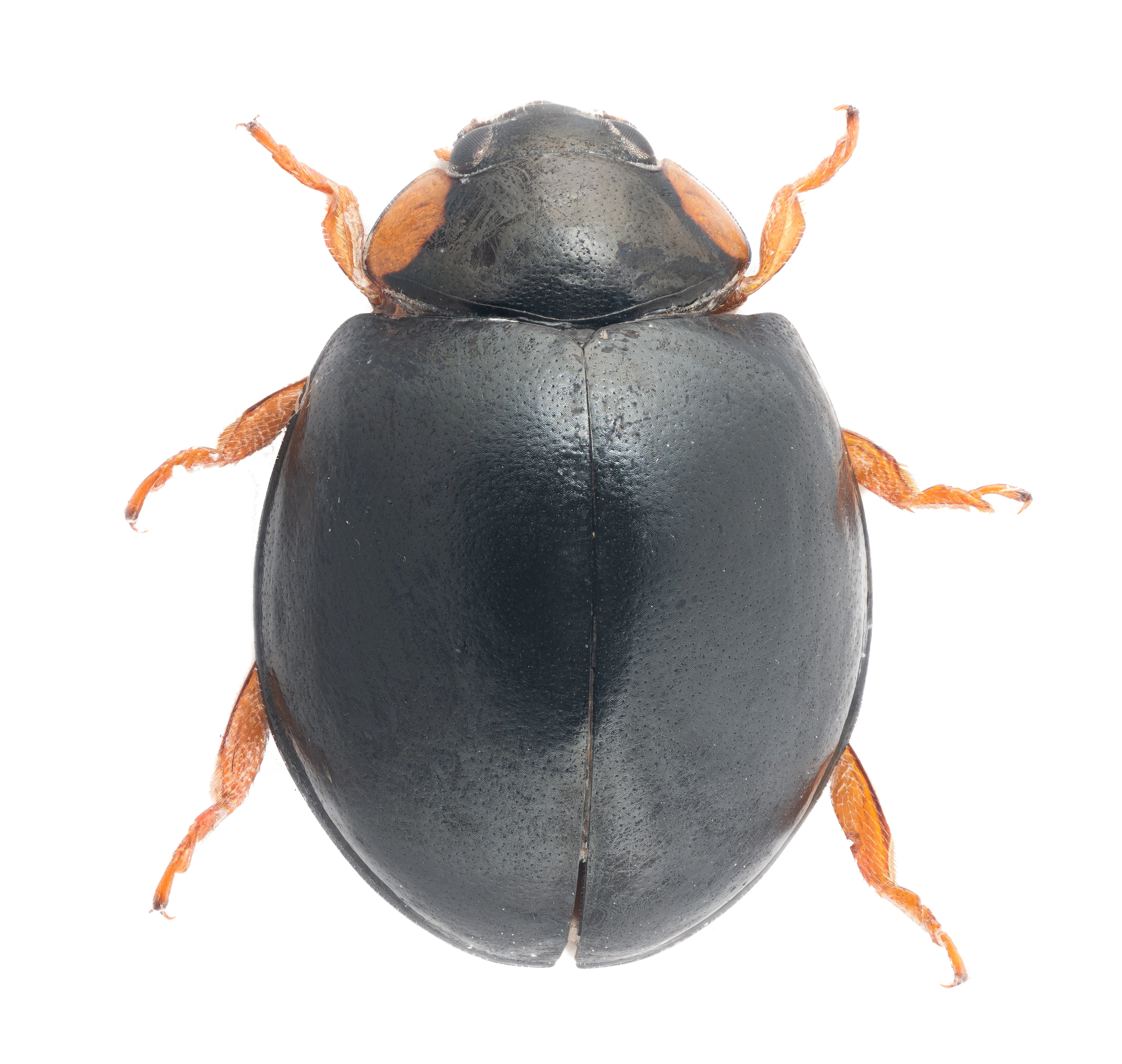 : Parexochomus nigromaculatus.