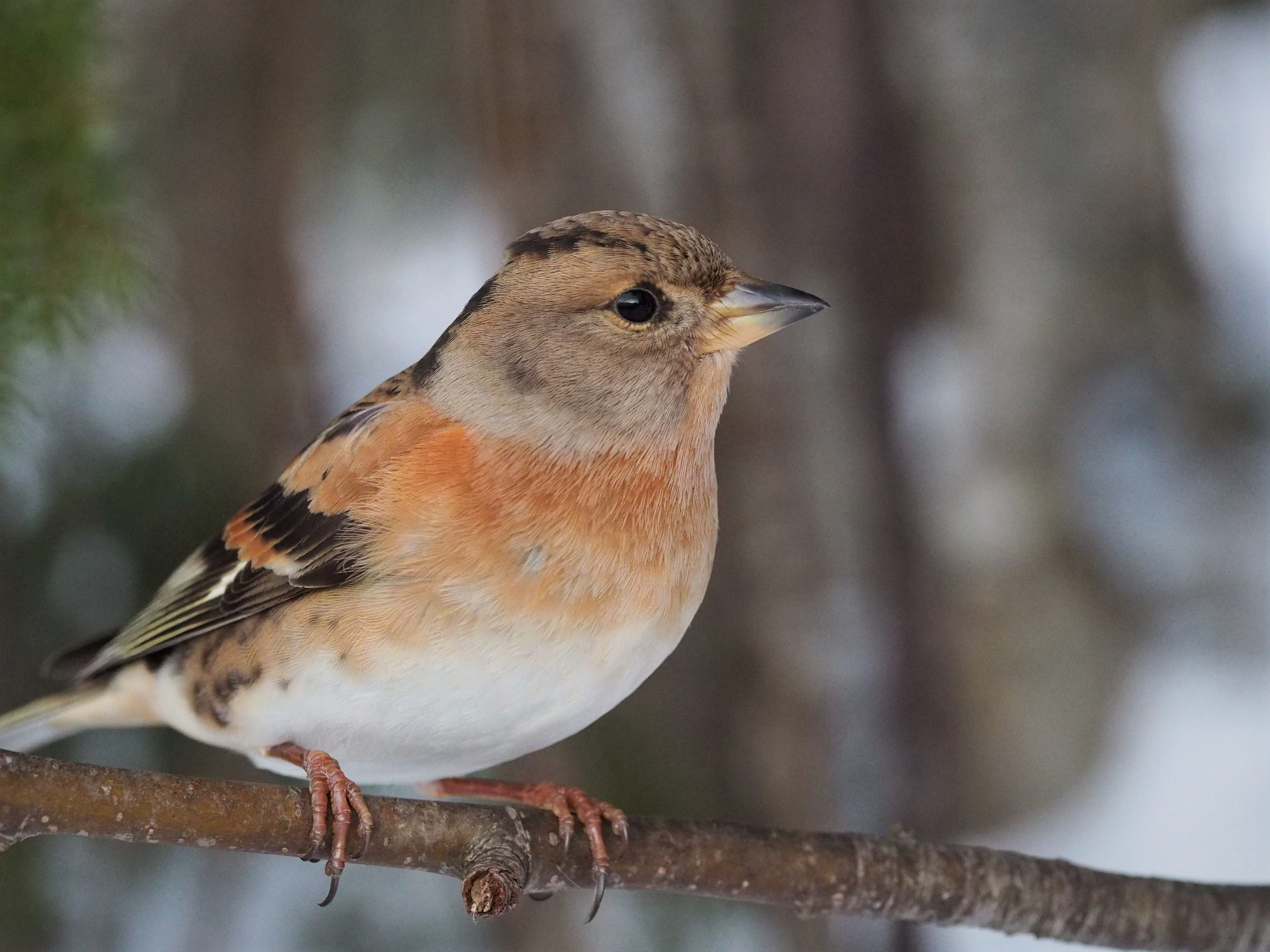 : Fringilla montifringilla.