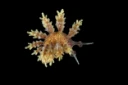 : Doto maculata.
