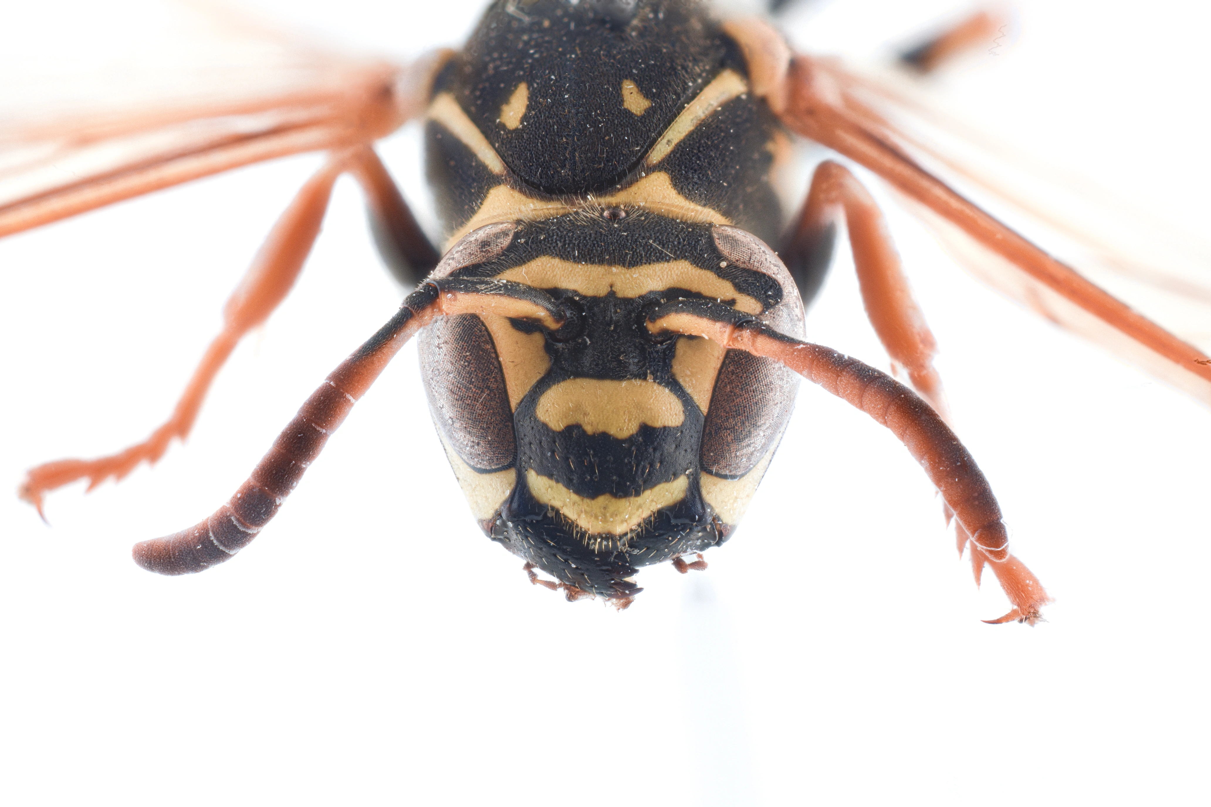 : Polistes nimpha.