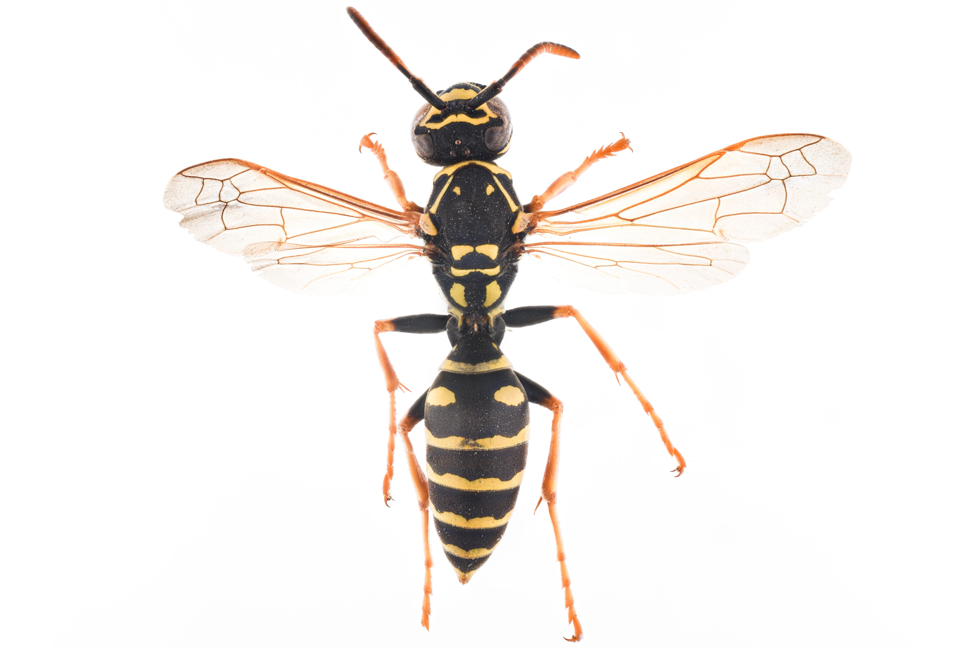 : Polistes nimpha.