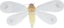 : Aleyrodoidea.