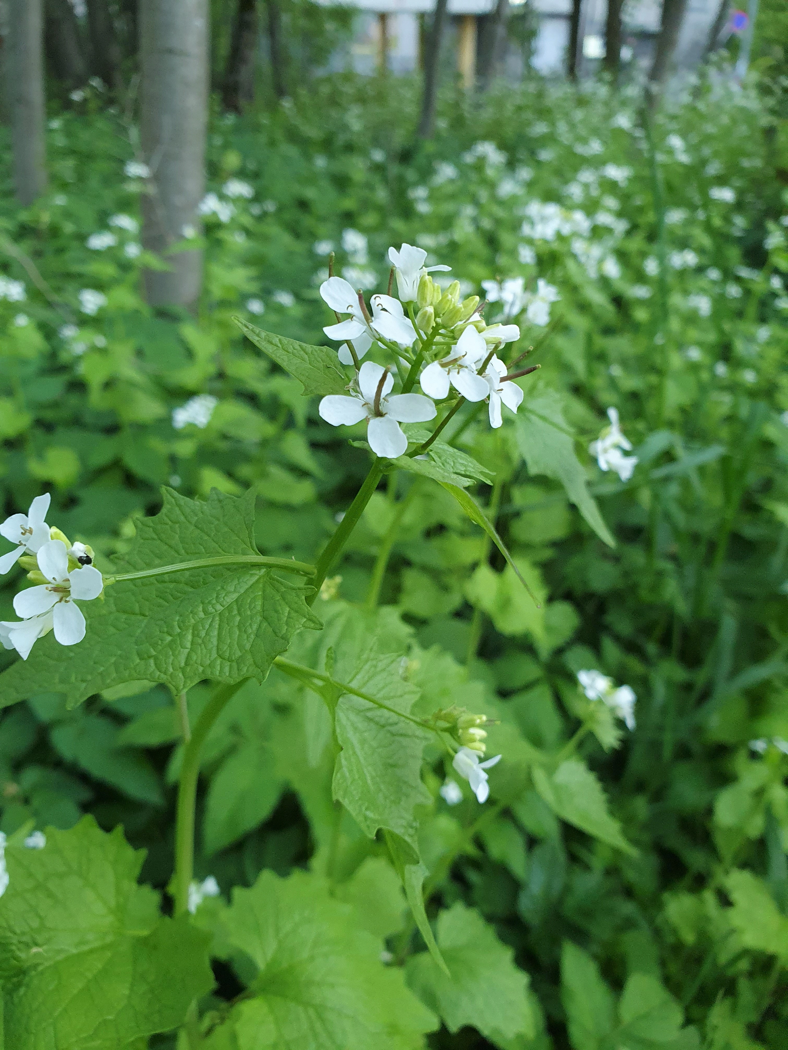 : Alliaria petiolata.