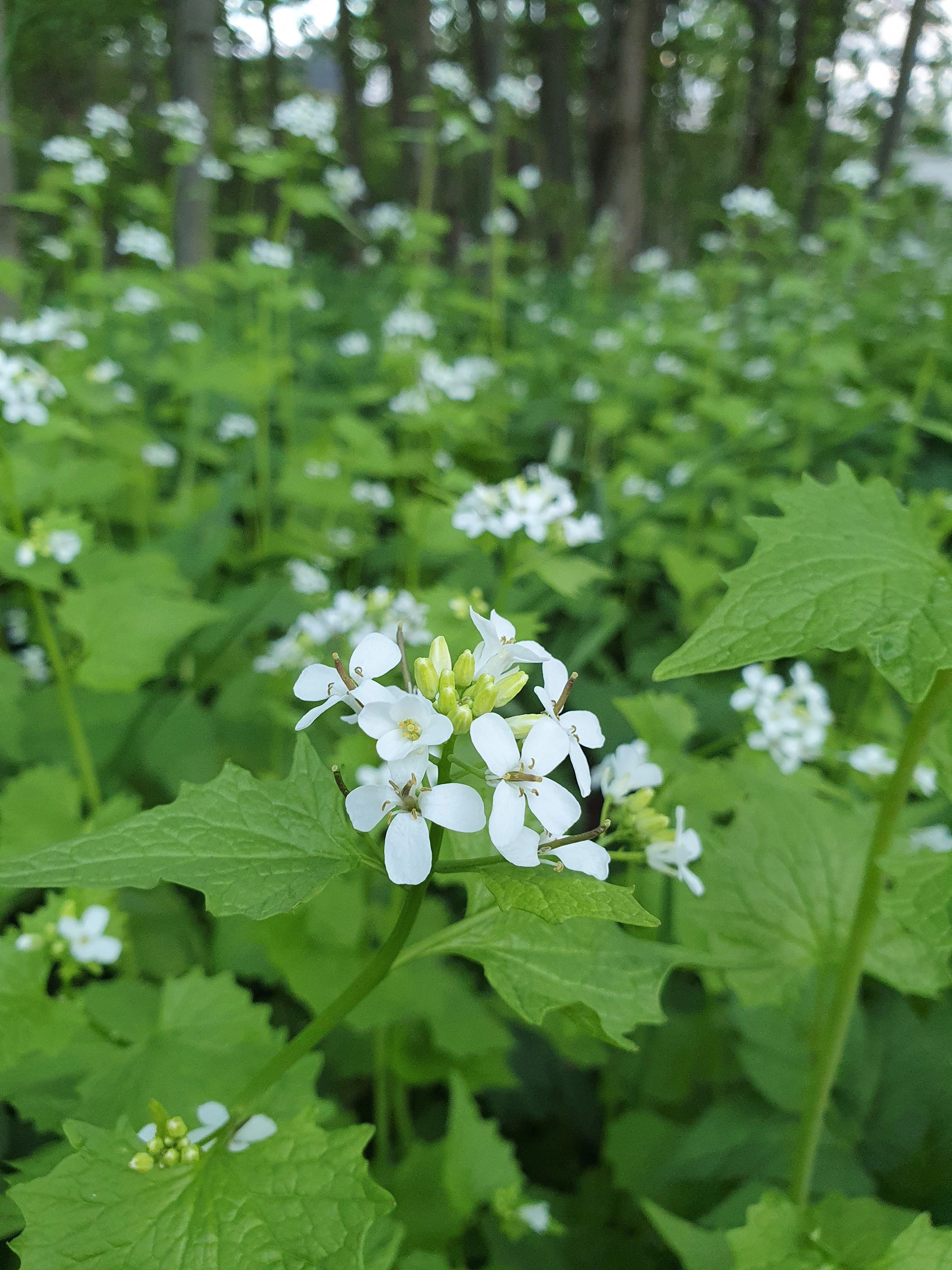 : Alliaria petiolata.