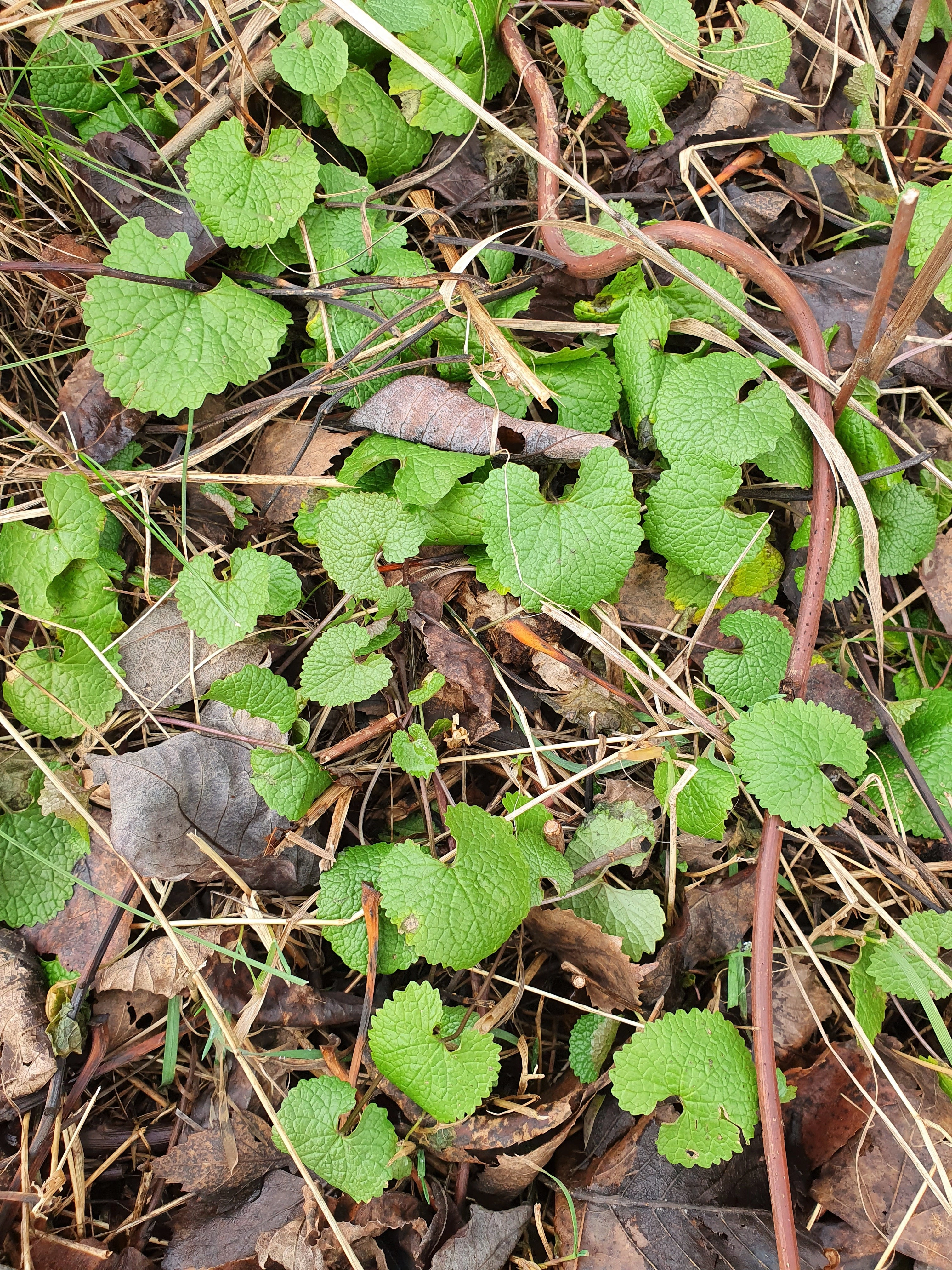 : Alliaria petiolata.