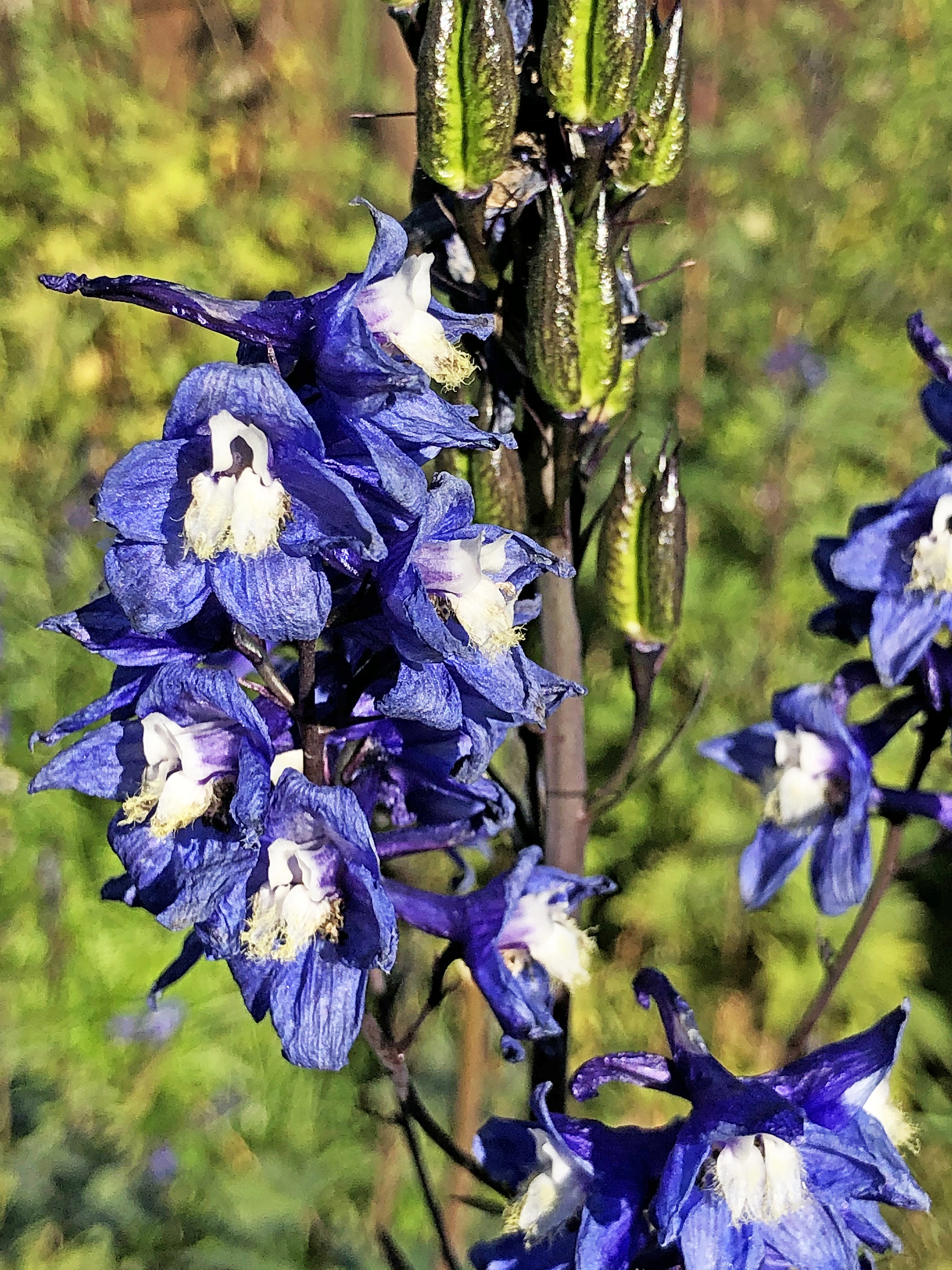 : Delphinium elatum.