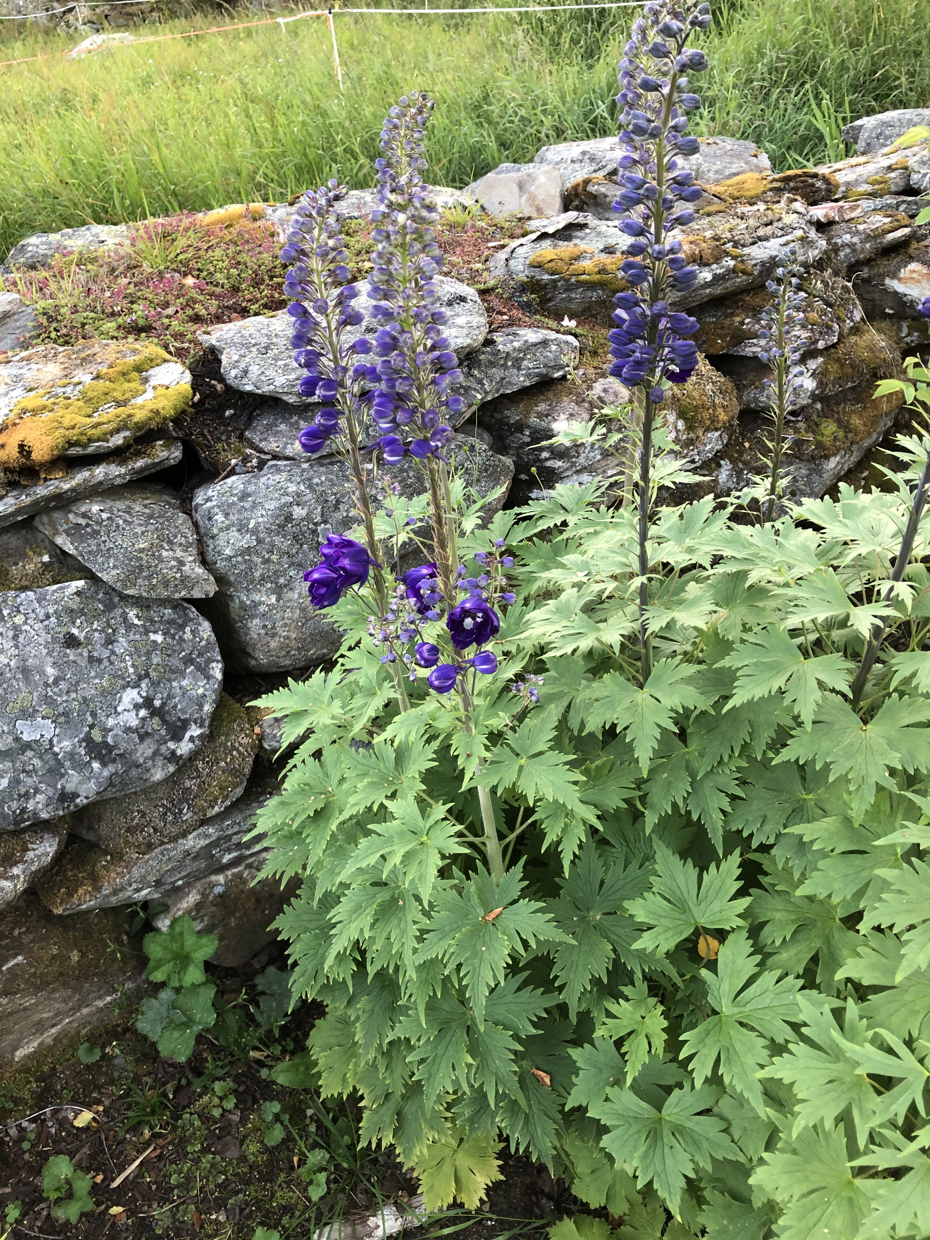 : Delphinium elatum.