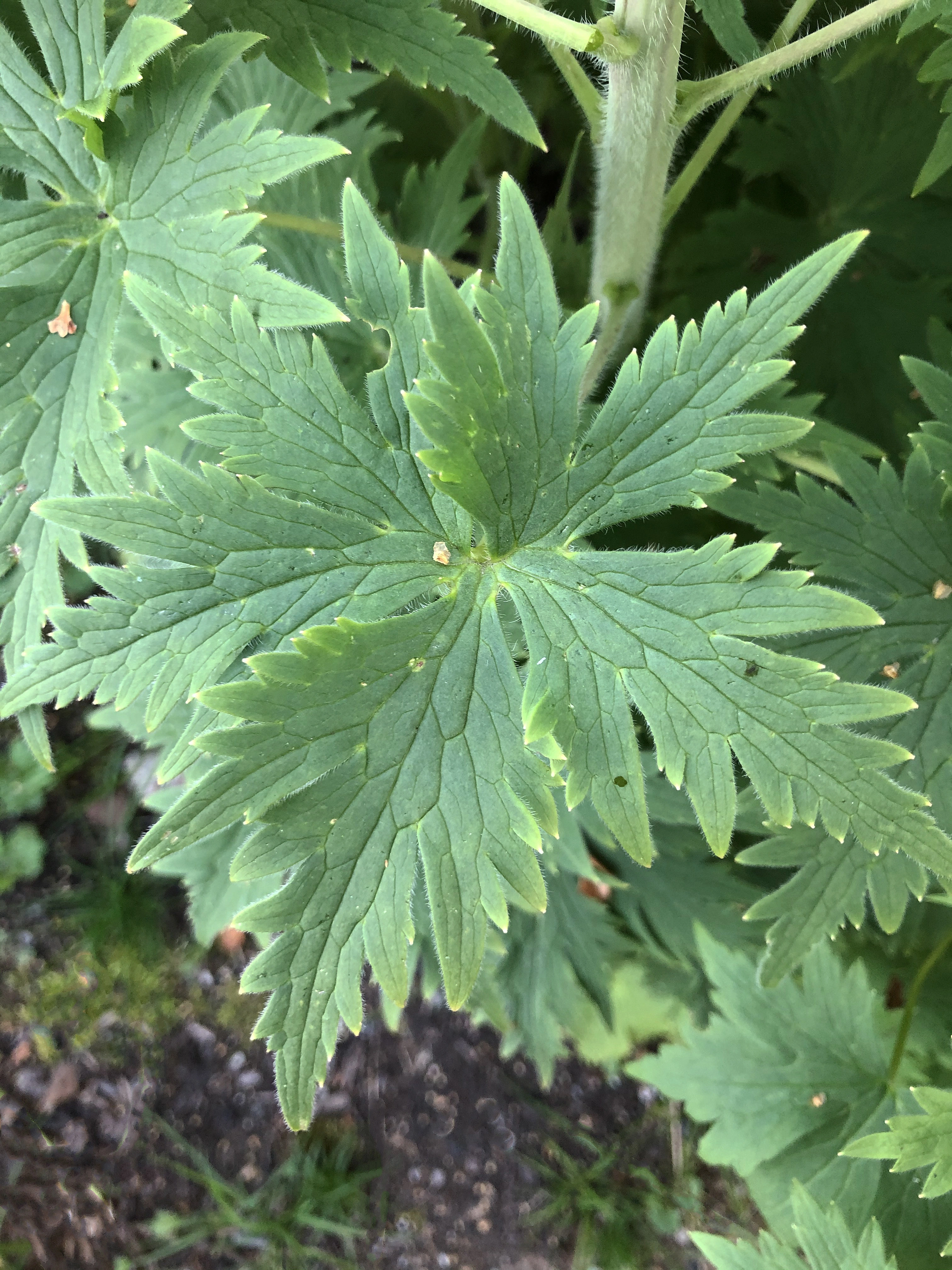 : Delphinium elatum.