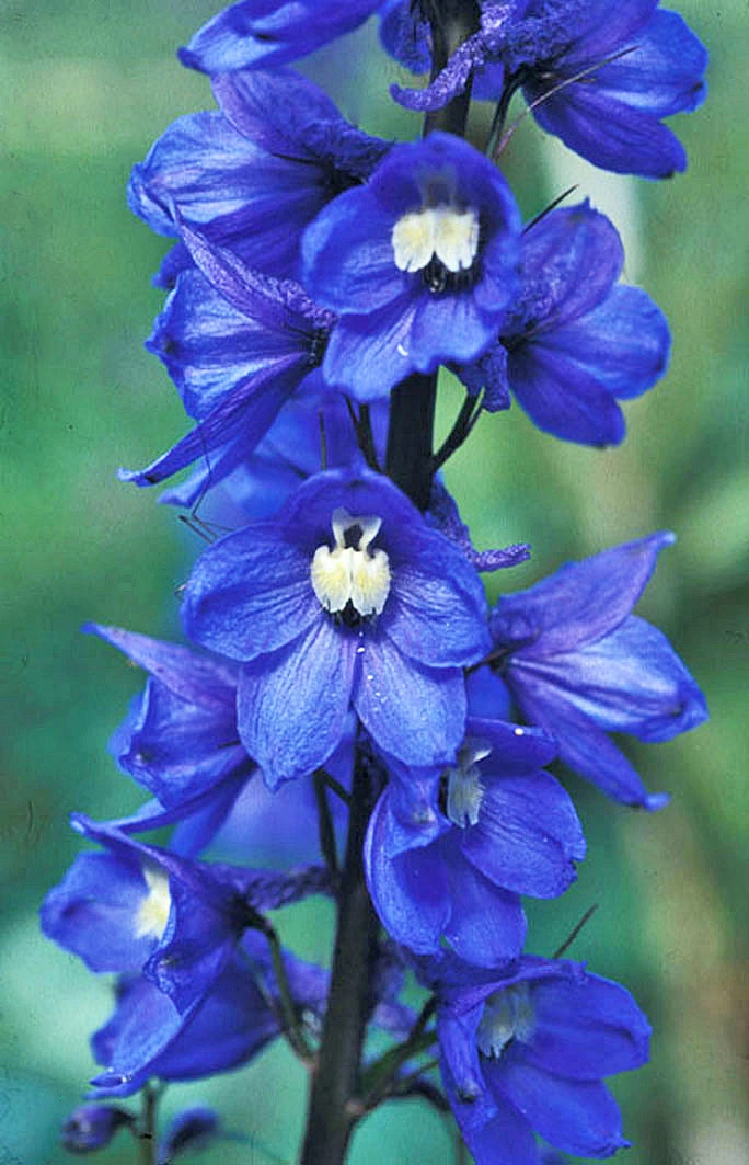 : Delphinium elatum.