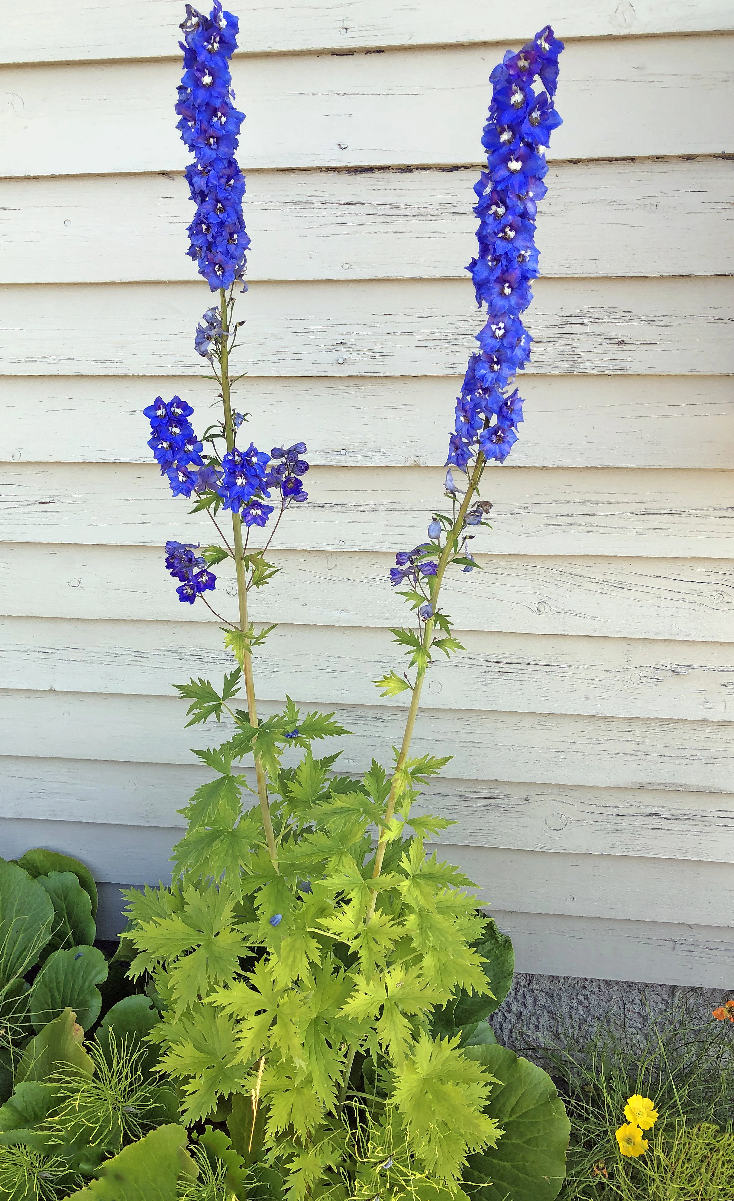 : Delphinium elatum.