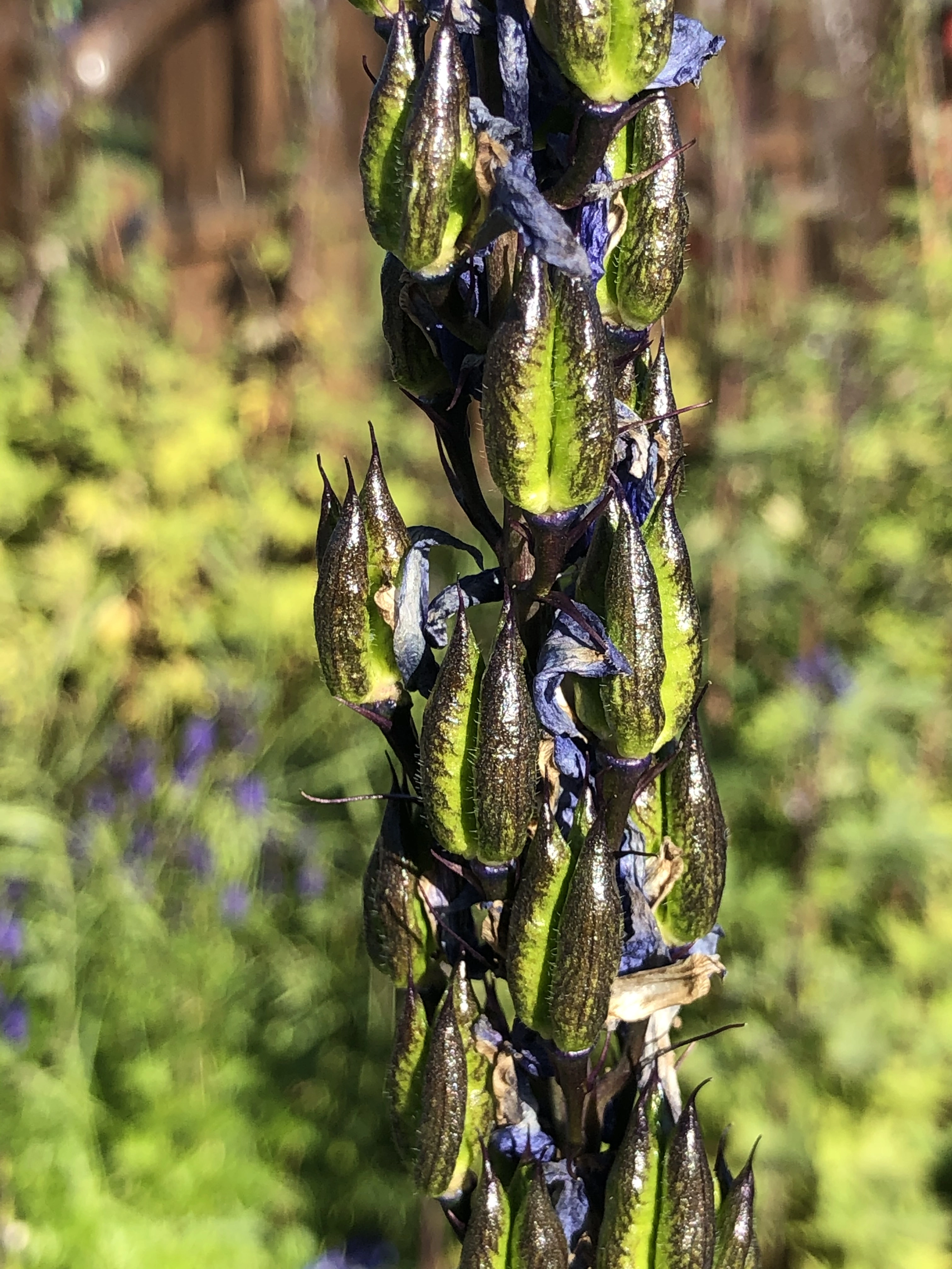 : Delphinium elatum.