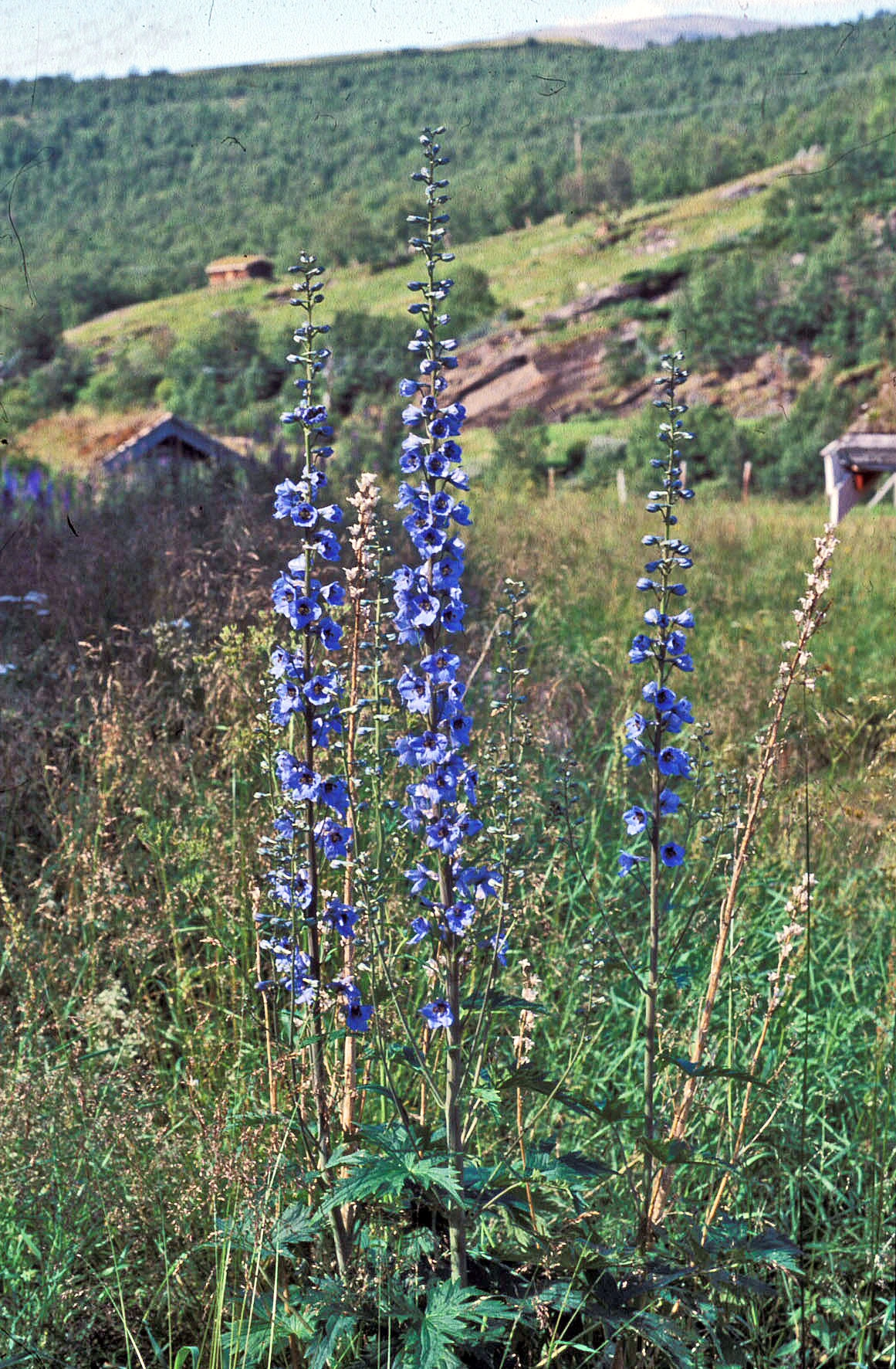 : Delphinium elatum.