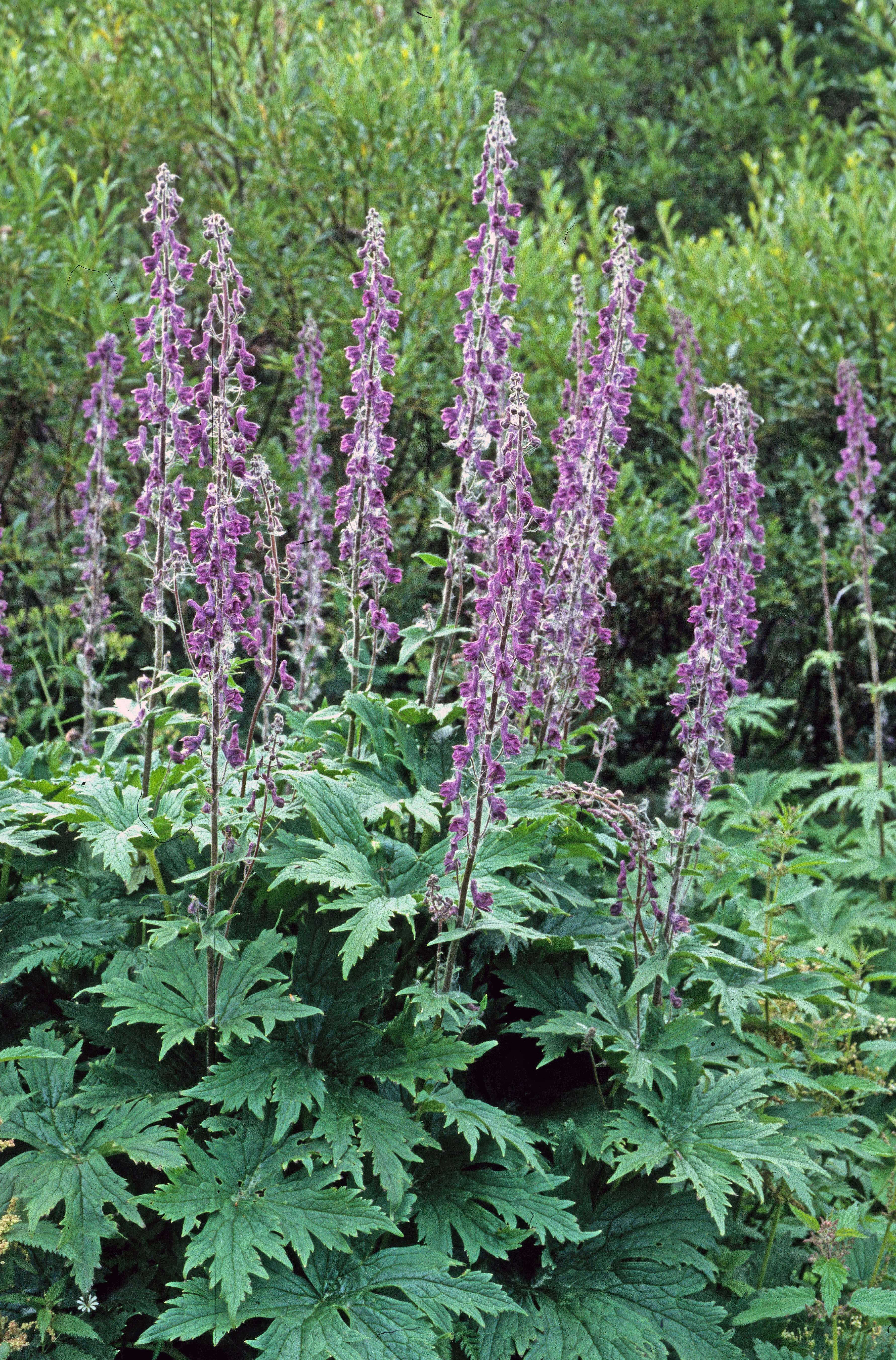 : Aconitum septentrionale.