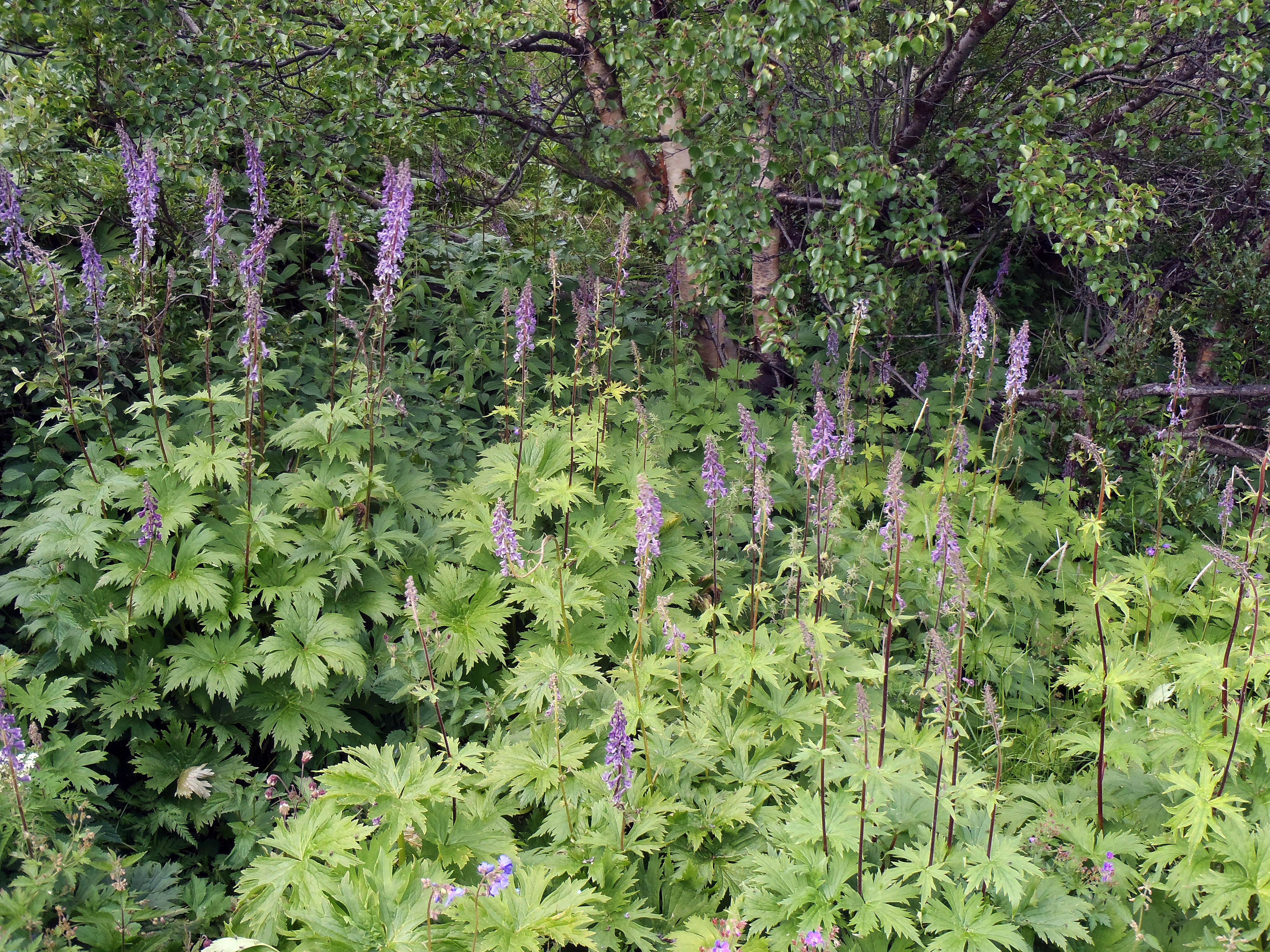 : Aconitum septentrionale.