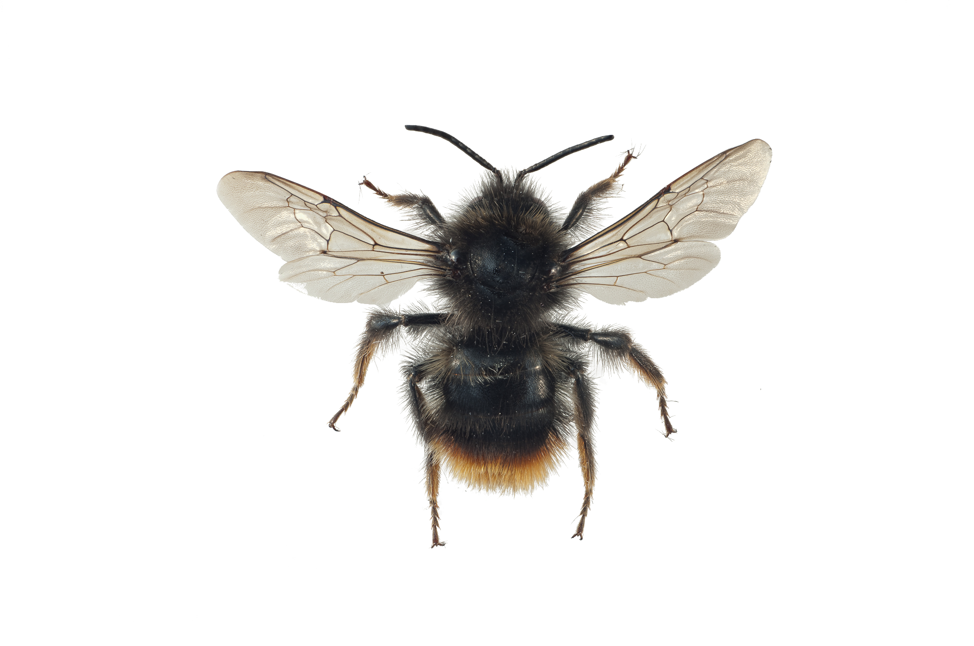 : Bombus (Psithyrus) rupestris.